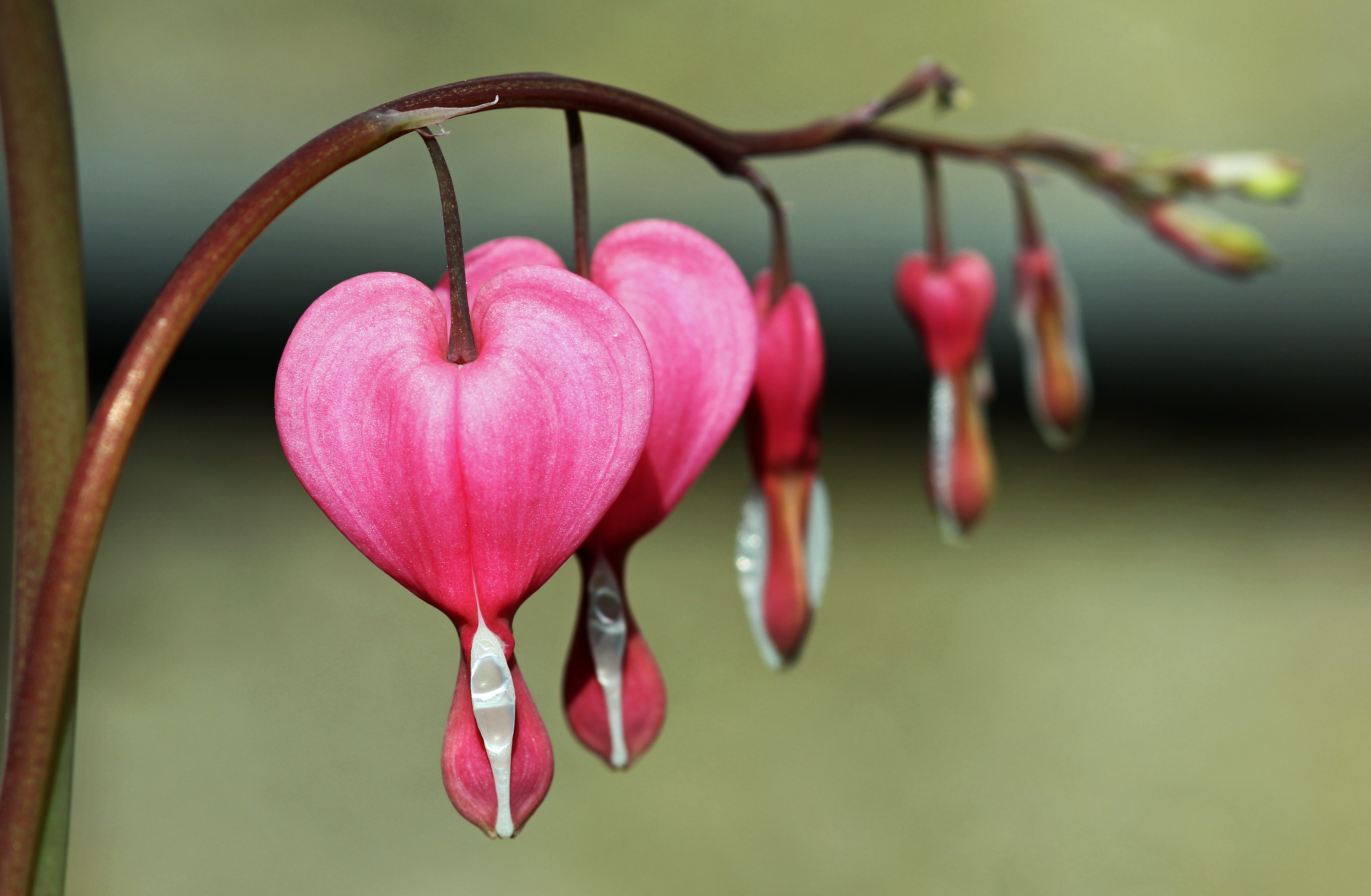 4K Dicentra Closeup Pink Color HD Wallpaper