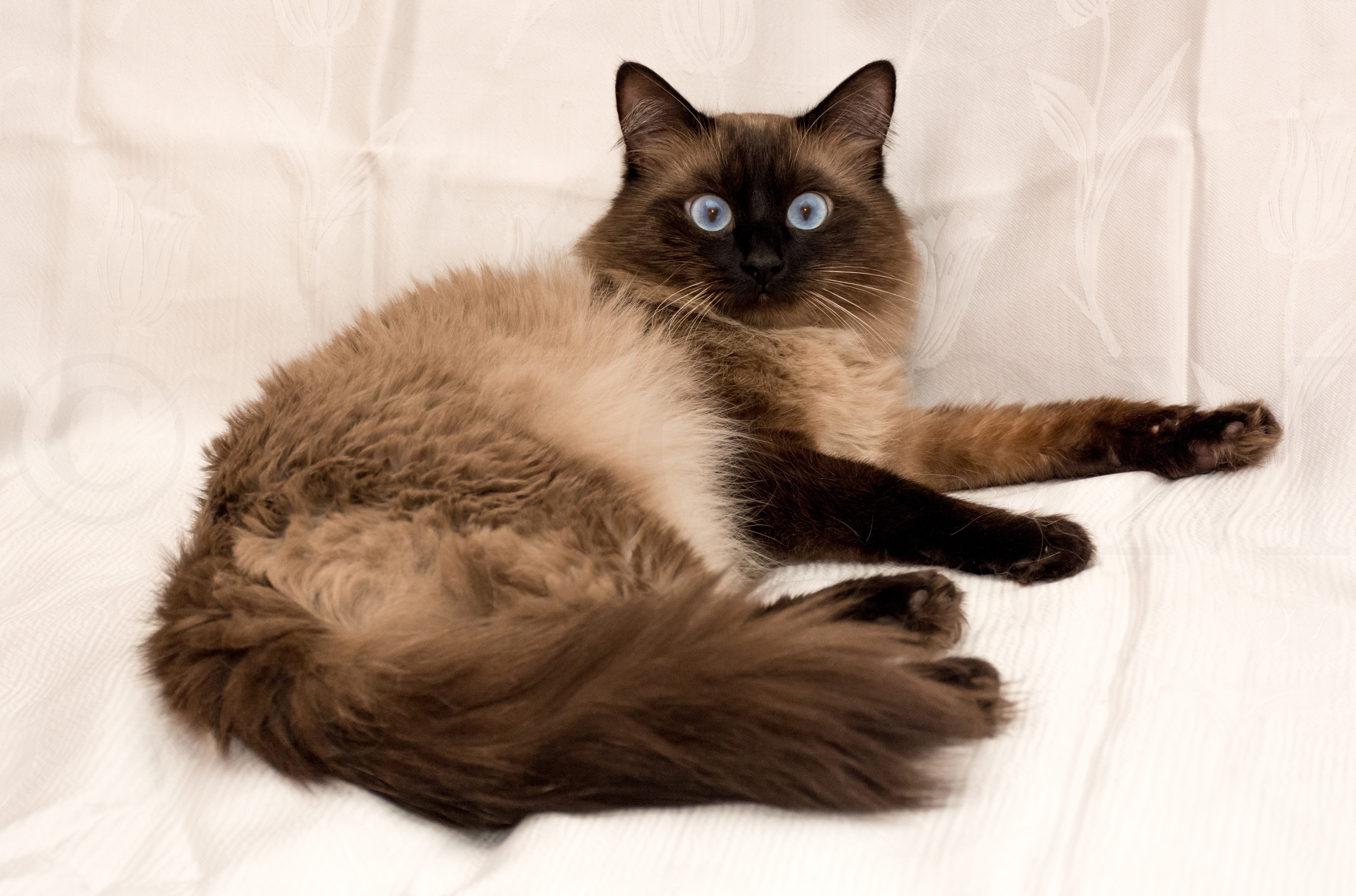 Balinese cat with blue eyes on a white background HD Wallpaper