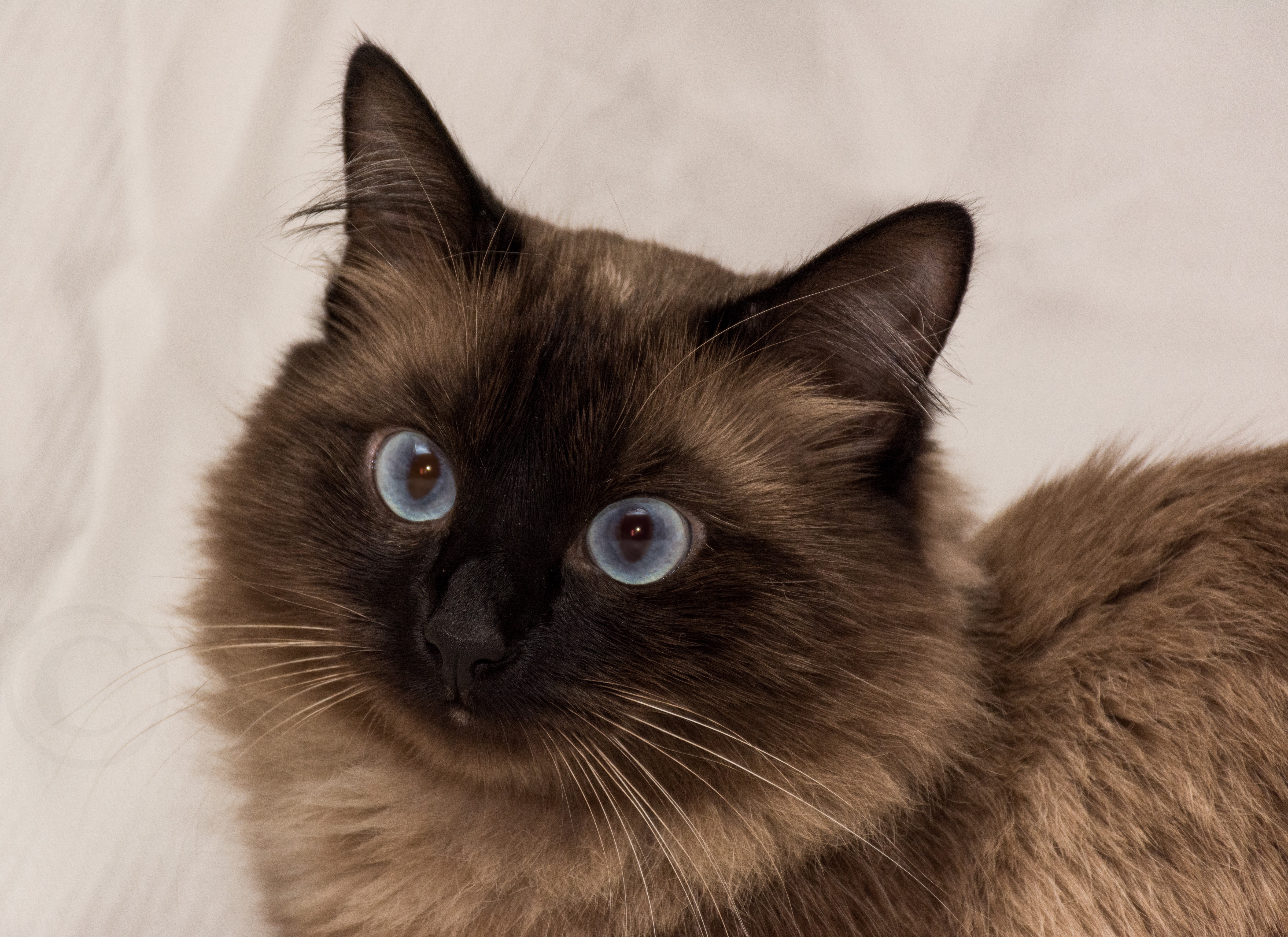 Siamese cat with blue eyes HD Wallpaper