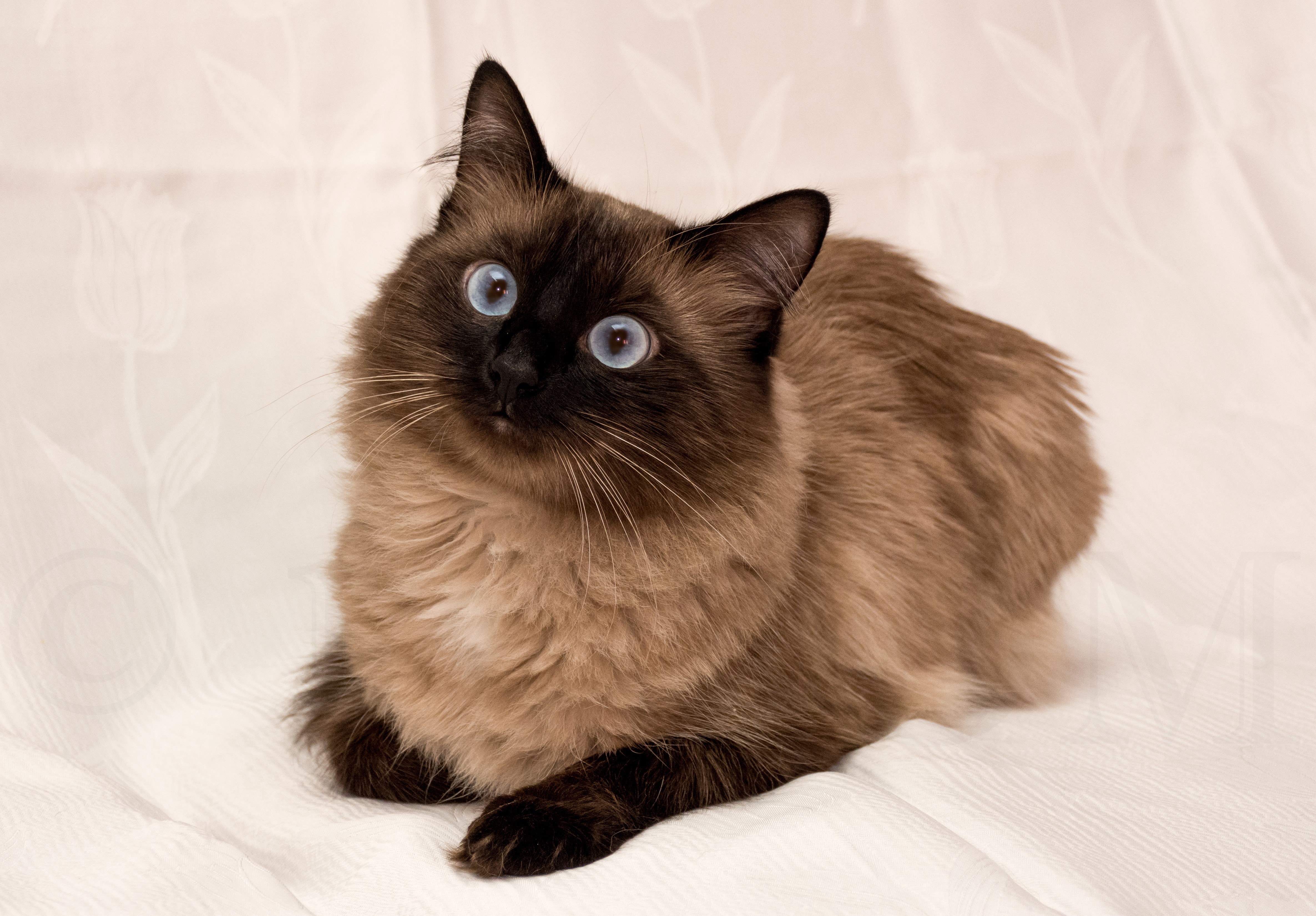 Siamese cat with blue eyes on a white background HD Wallpaper