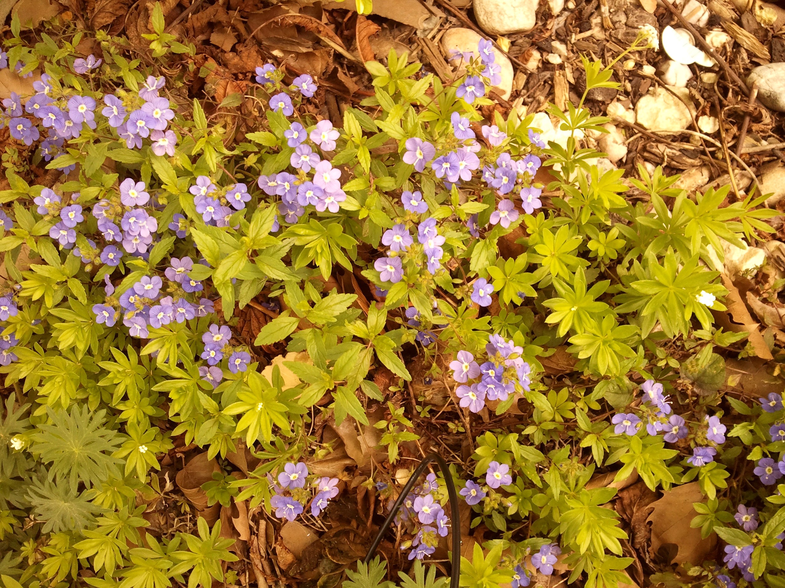 Small purple flowers and green leaves on the ground HD Wallpaper