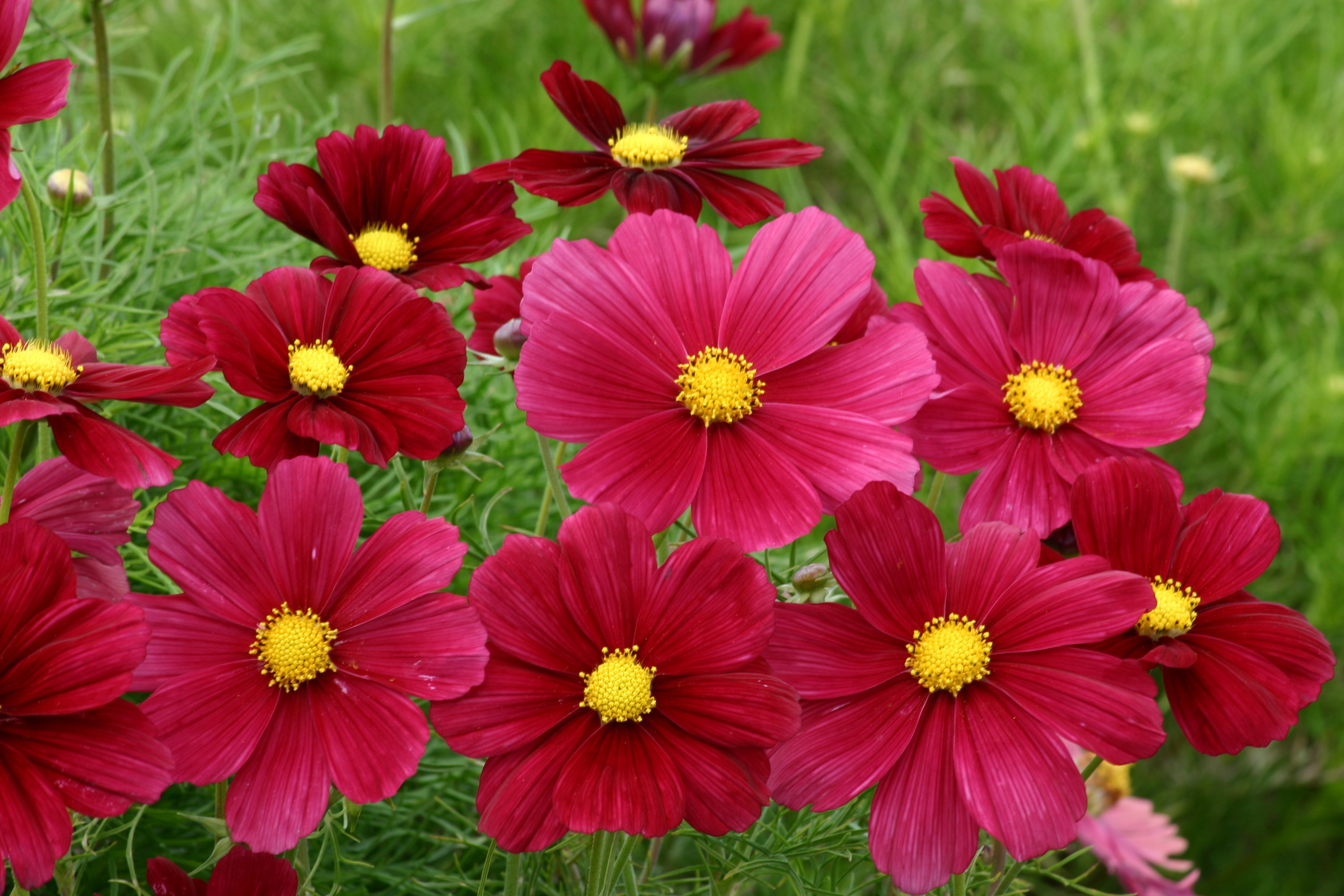 Deep red and pink cosmos flowers with yellow centers HD Wallpaper