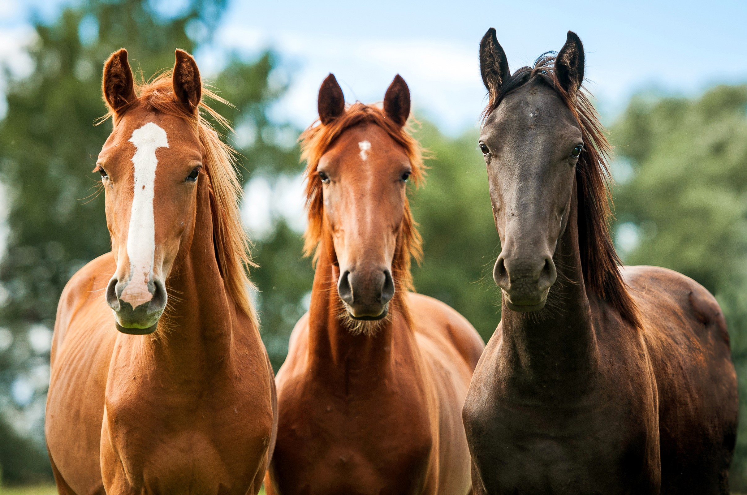 Three horses standing in a field HD Wallpaper