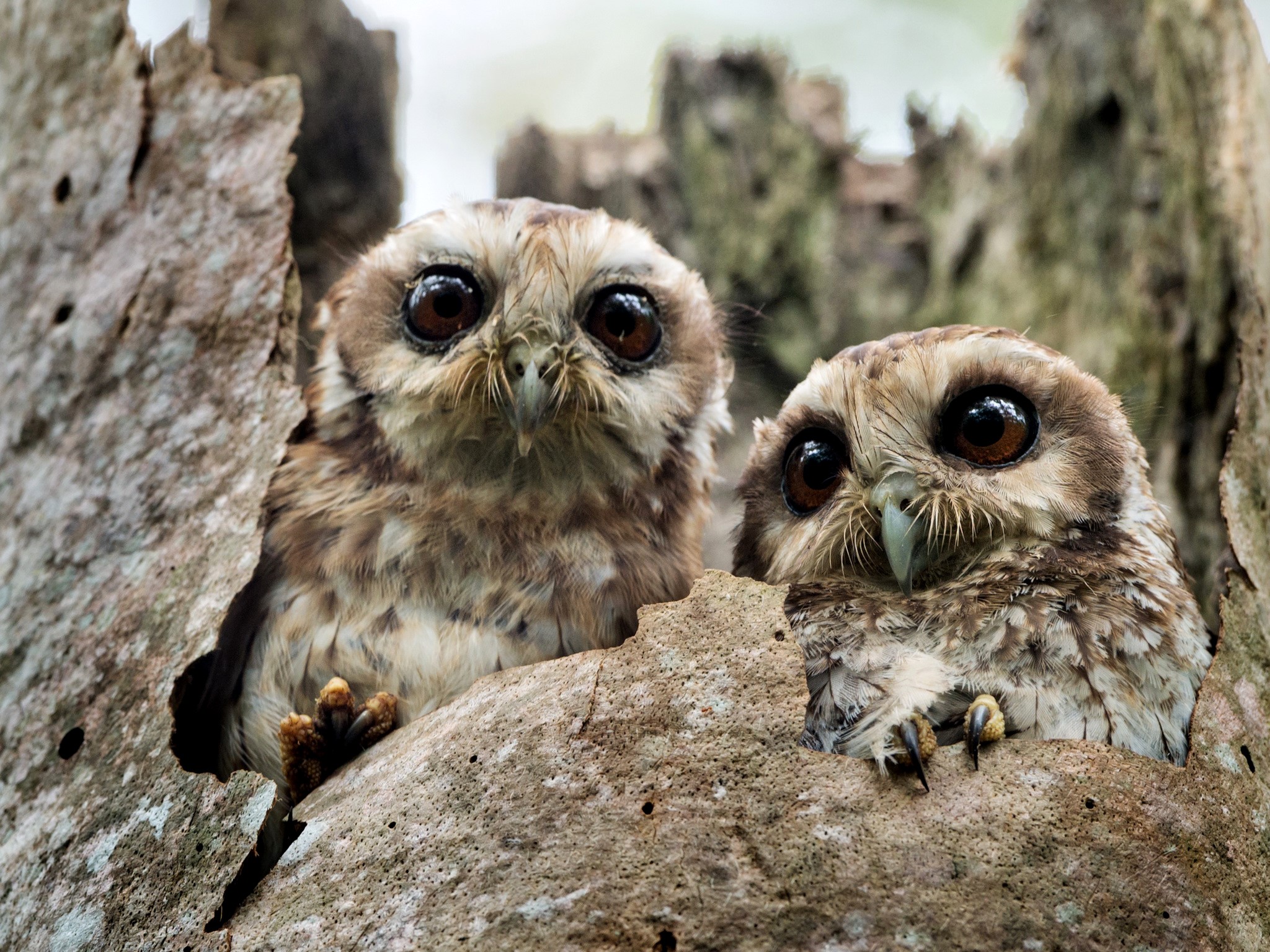 Two Adorable Owls Nestled in Tree Bark HD Wallpaper
