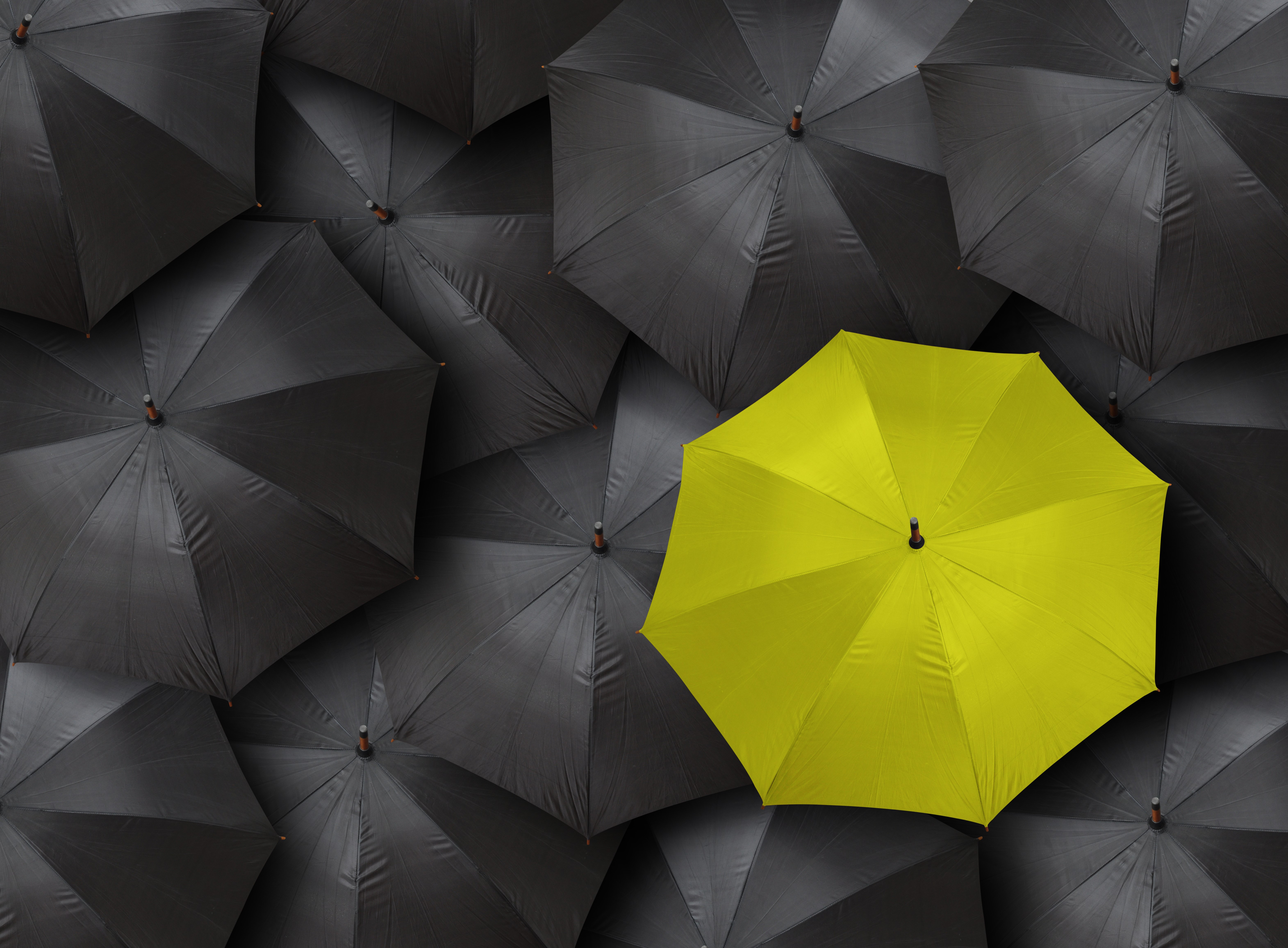 Many black umbrellas and one yellow umbrella HD Wallpaper