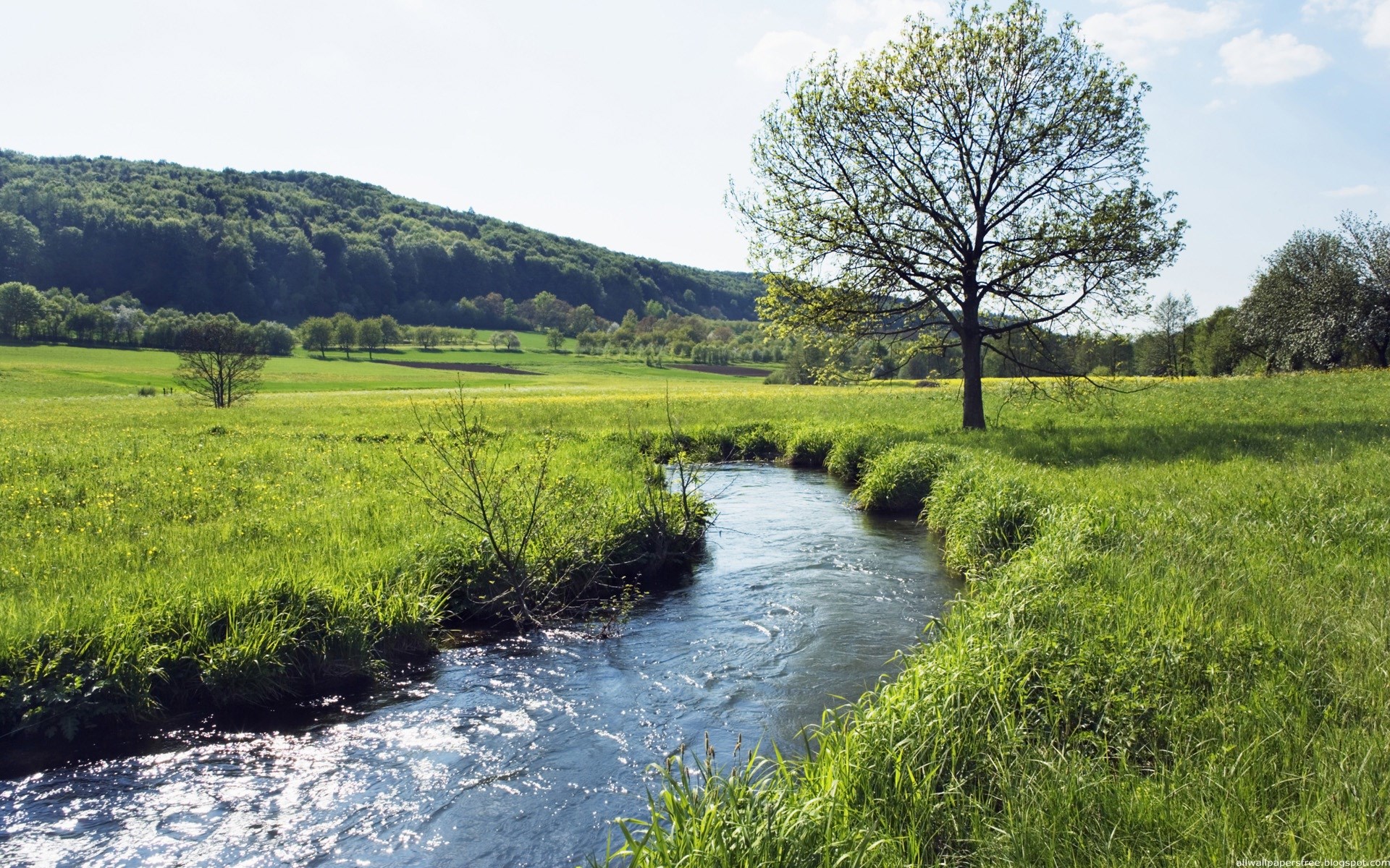 A winding stream flows through a green meadow with a tree and hills. HD Wallpaper