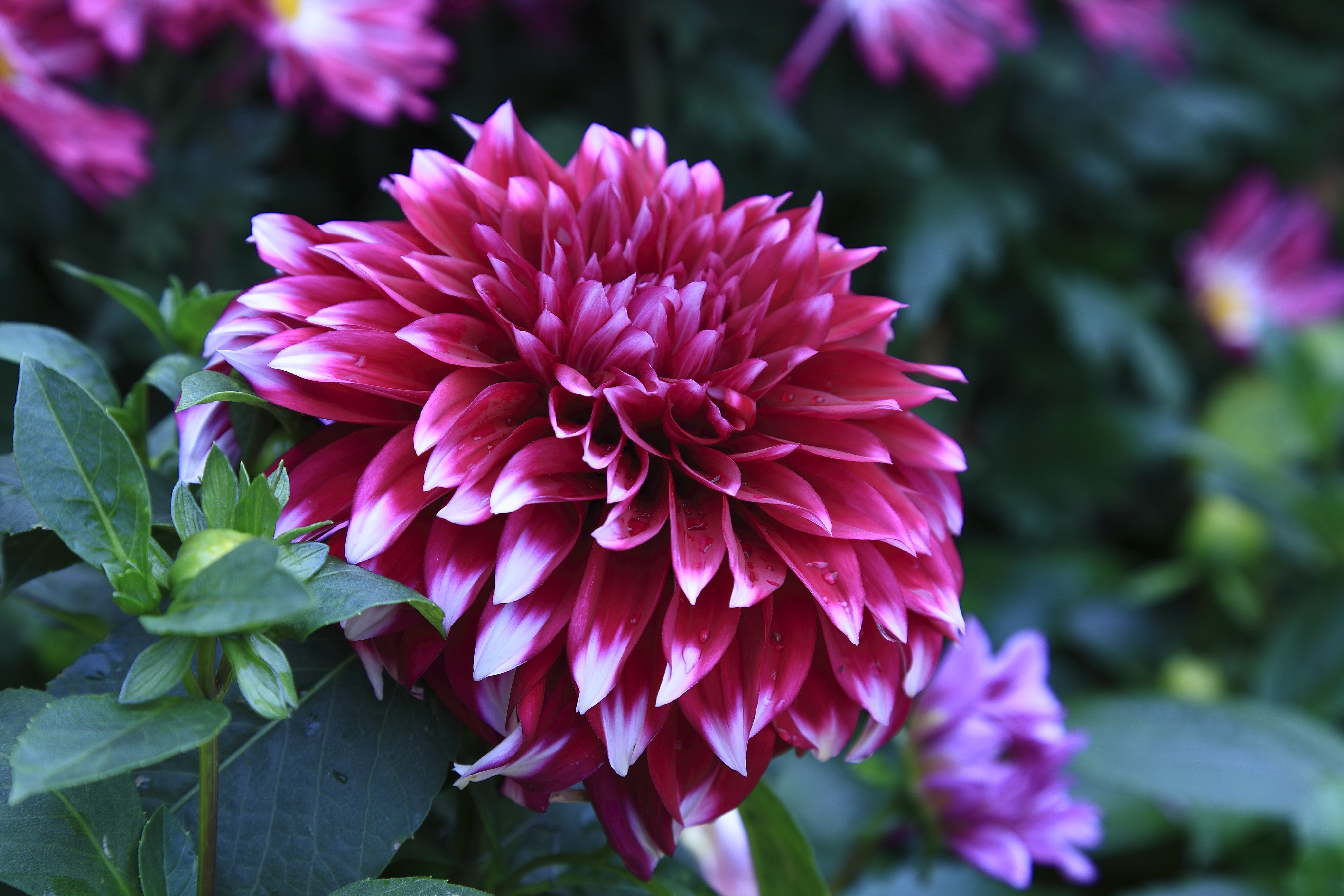 4K Dahlias Closeup HD Wallpaper