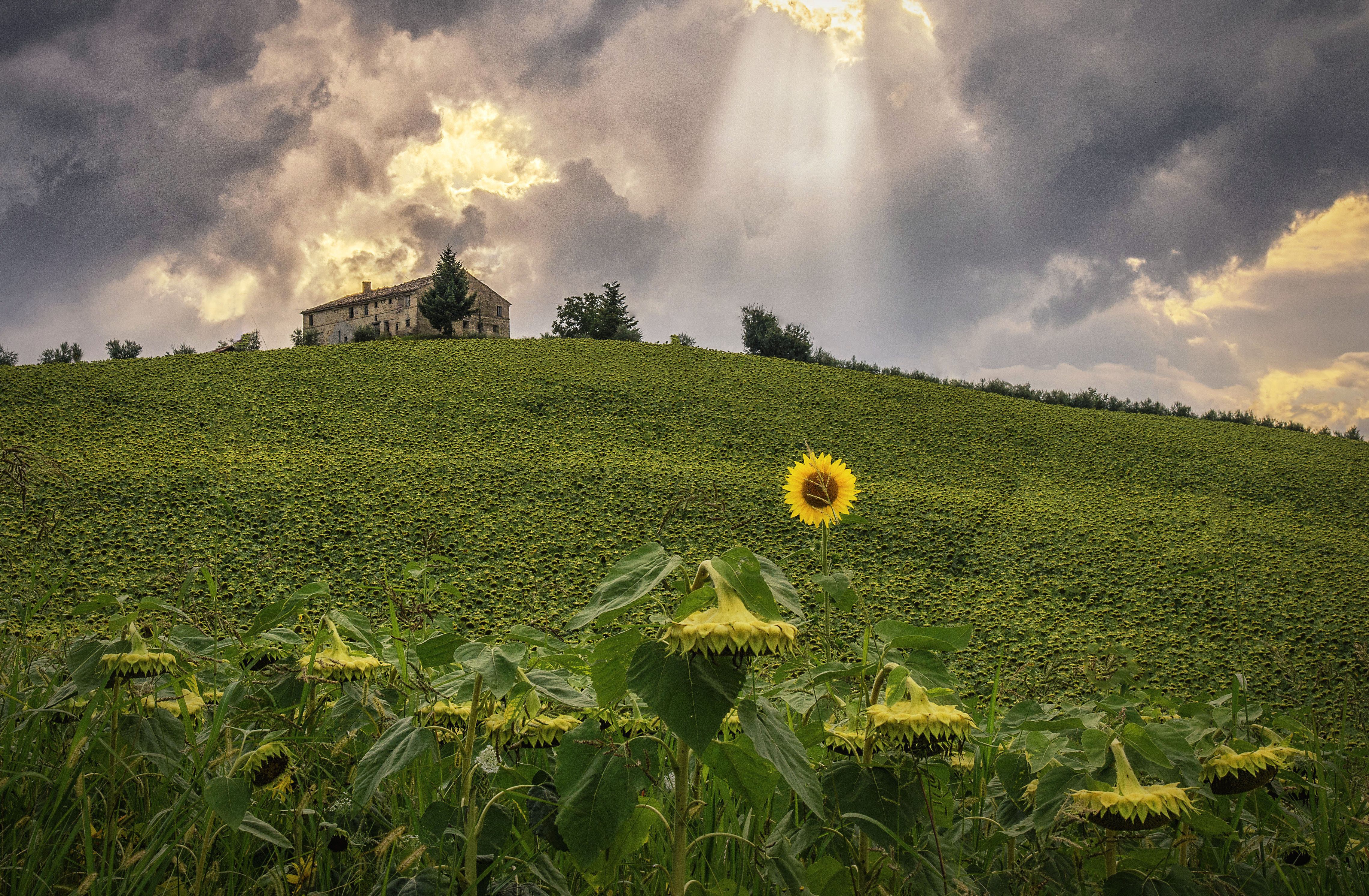 4K Italy Sunflowers Field with House HD Wallpaper