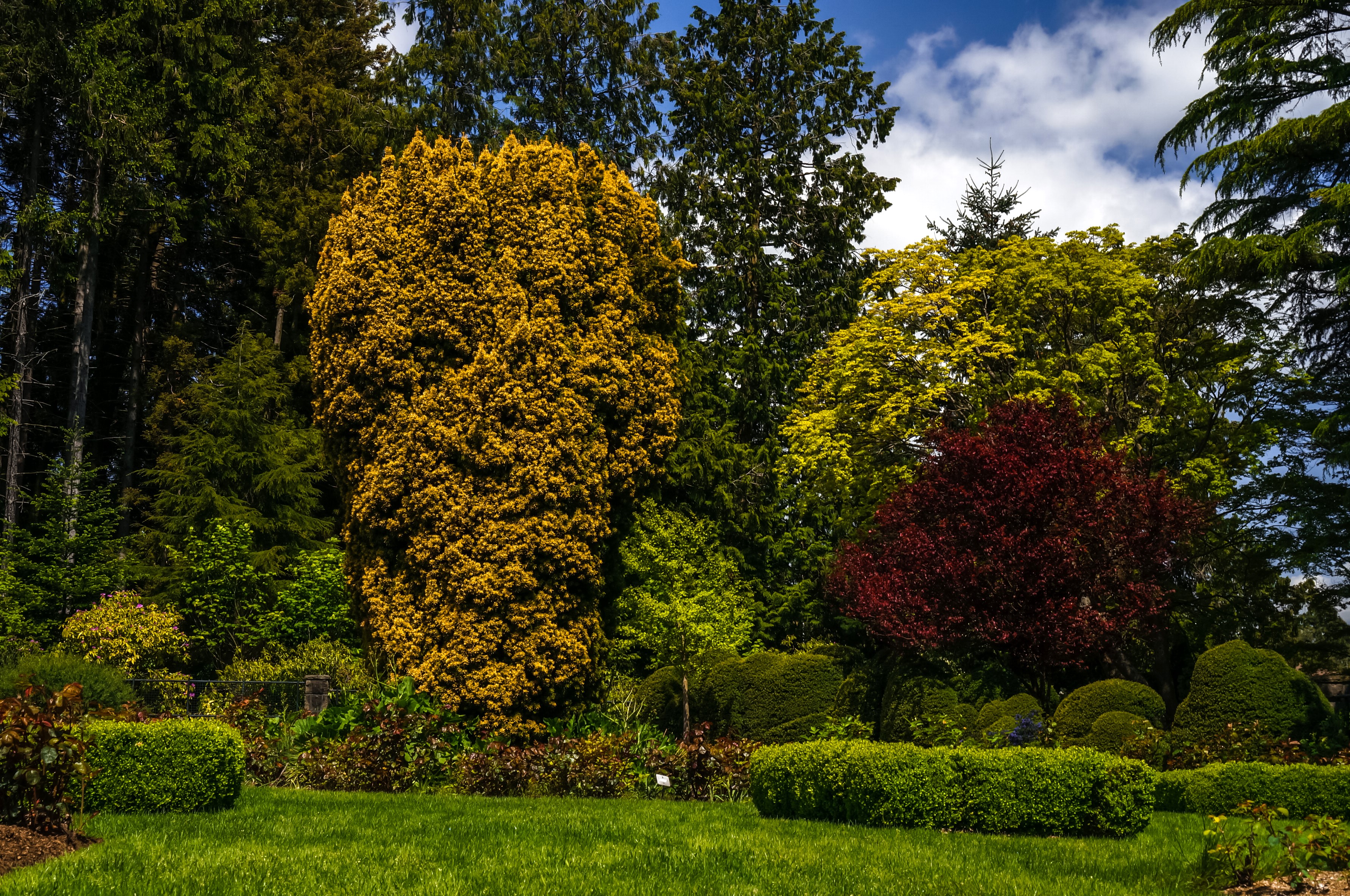 A manicured garden with various trees and shrubs HD Wallpaper