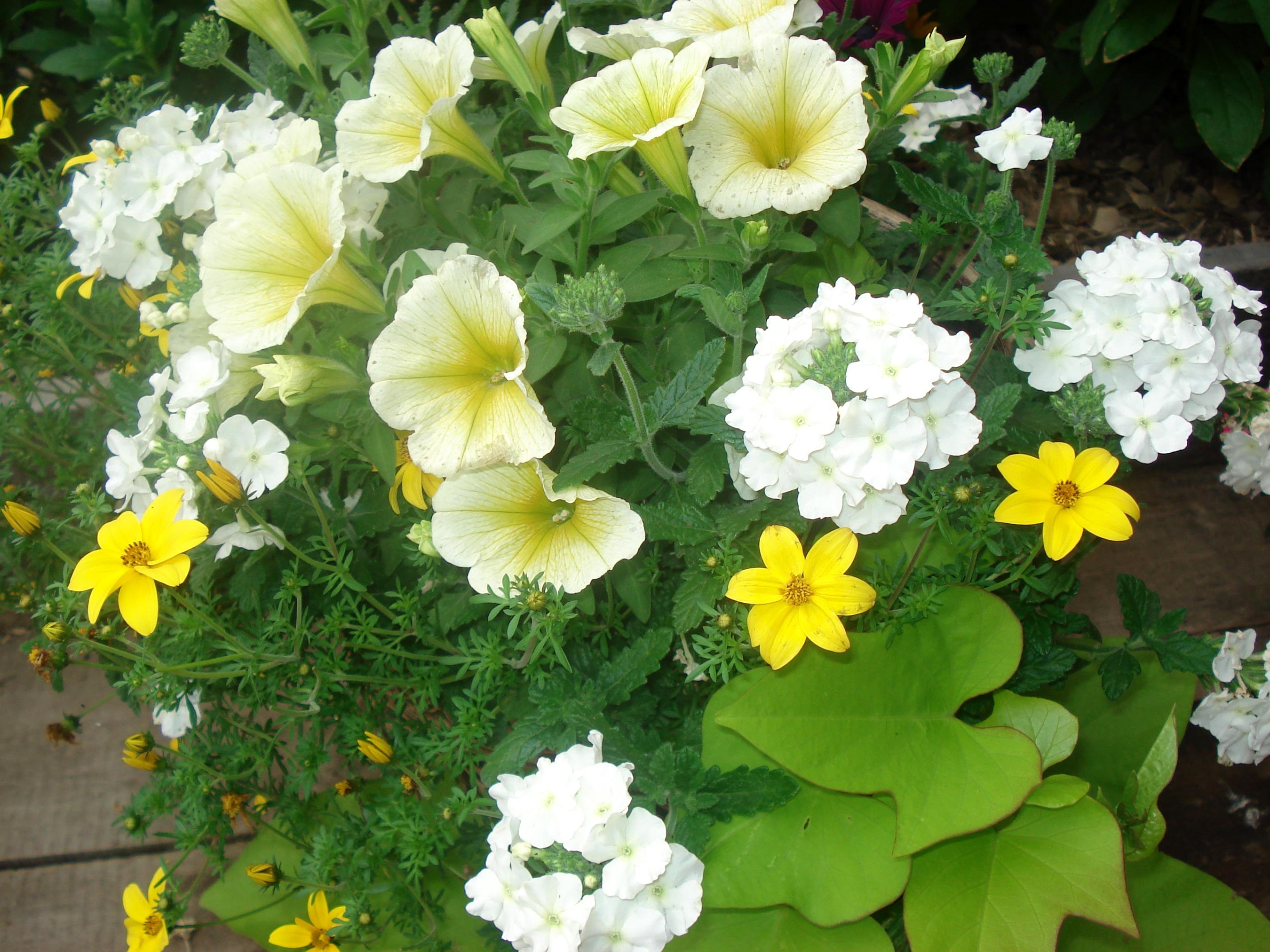 Yellow and white flowers in a garden HD Wallpaper