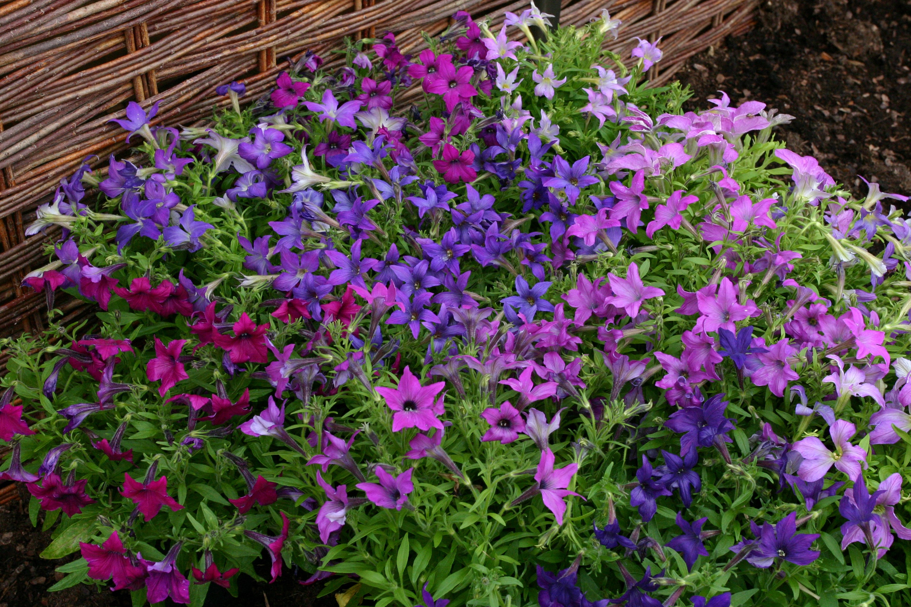 A basket of purple and pink petunias HD Wallpaper