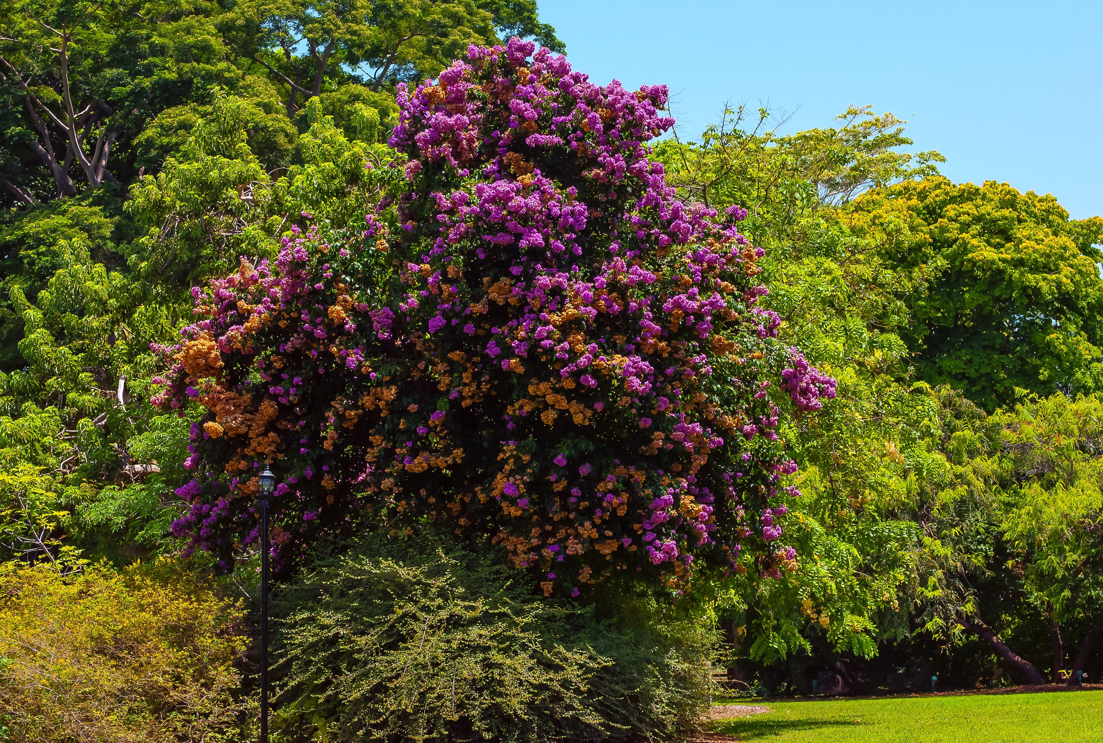 Bougainvillea arborea at Fairchild Tropical Botanic Garden HD Wallpaper