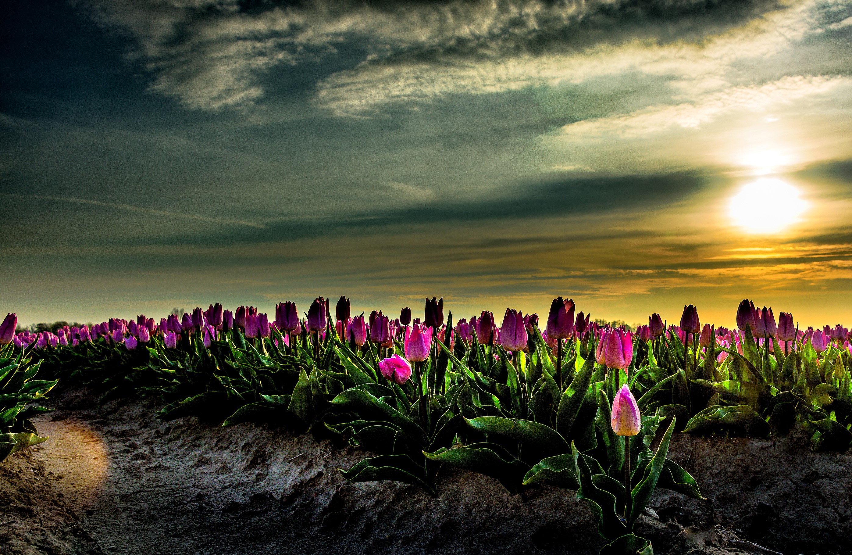 Field of purple tulips at sunset in the Netherlands HD Wallpaper
