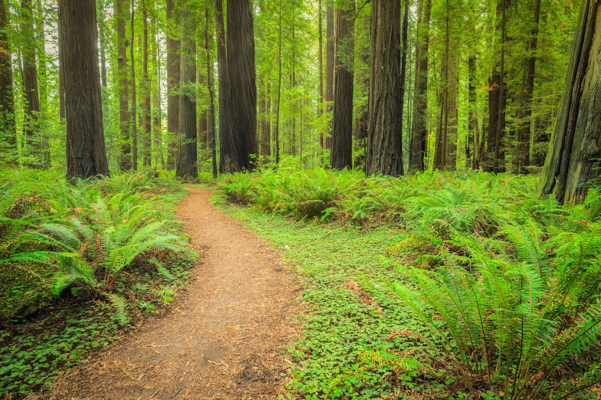 A dirt path winds through a redwood forest with ferns. HD Wallpaper