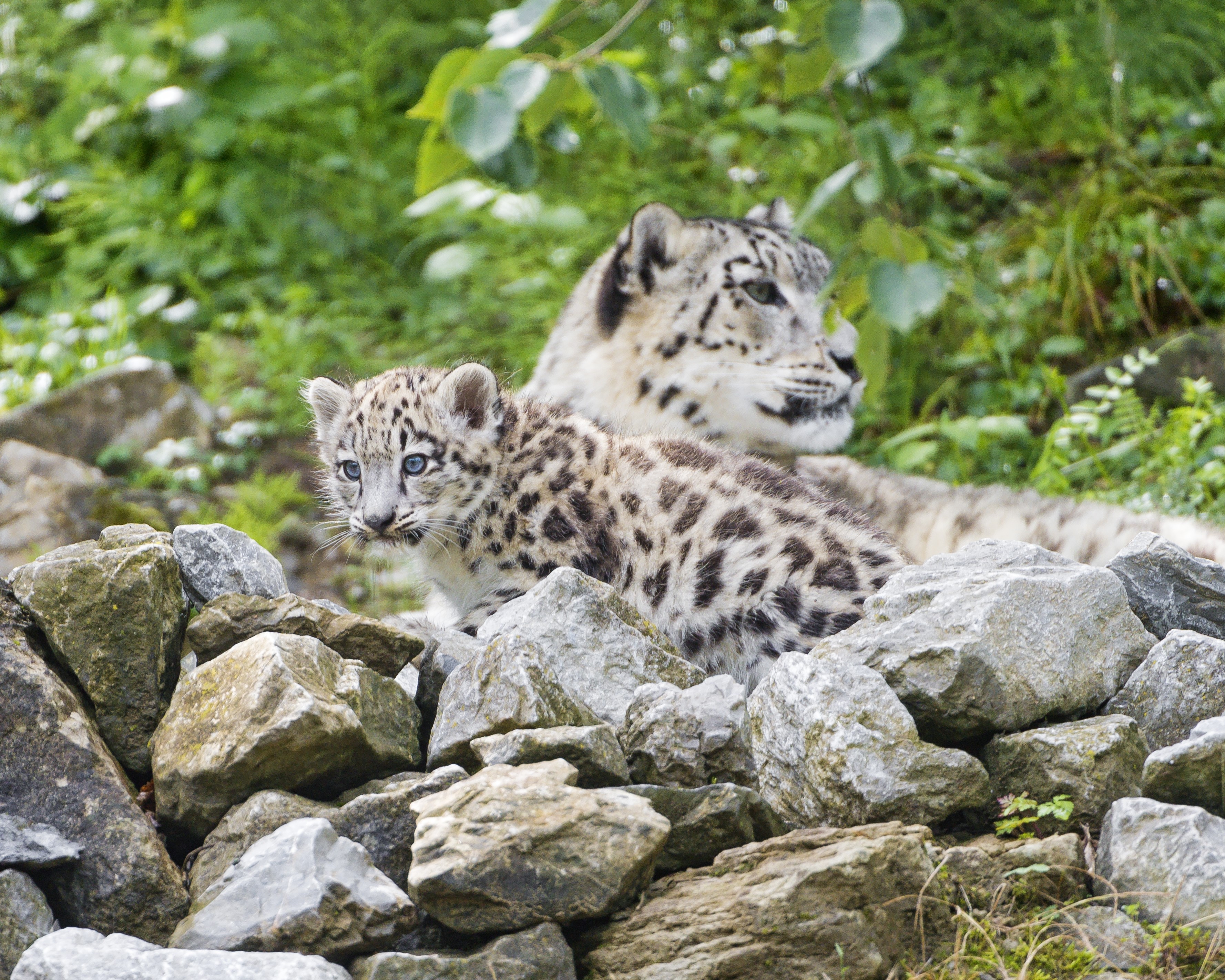 Snow leopard cubs and mother on stones HD Wallpaper