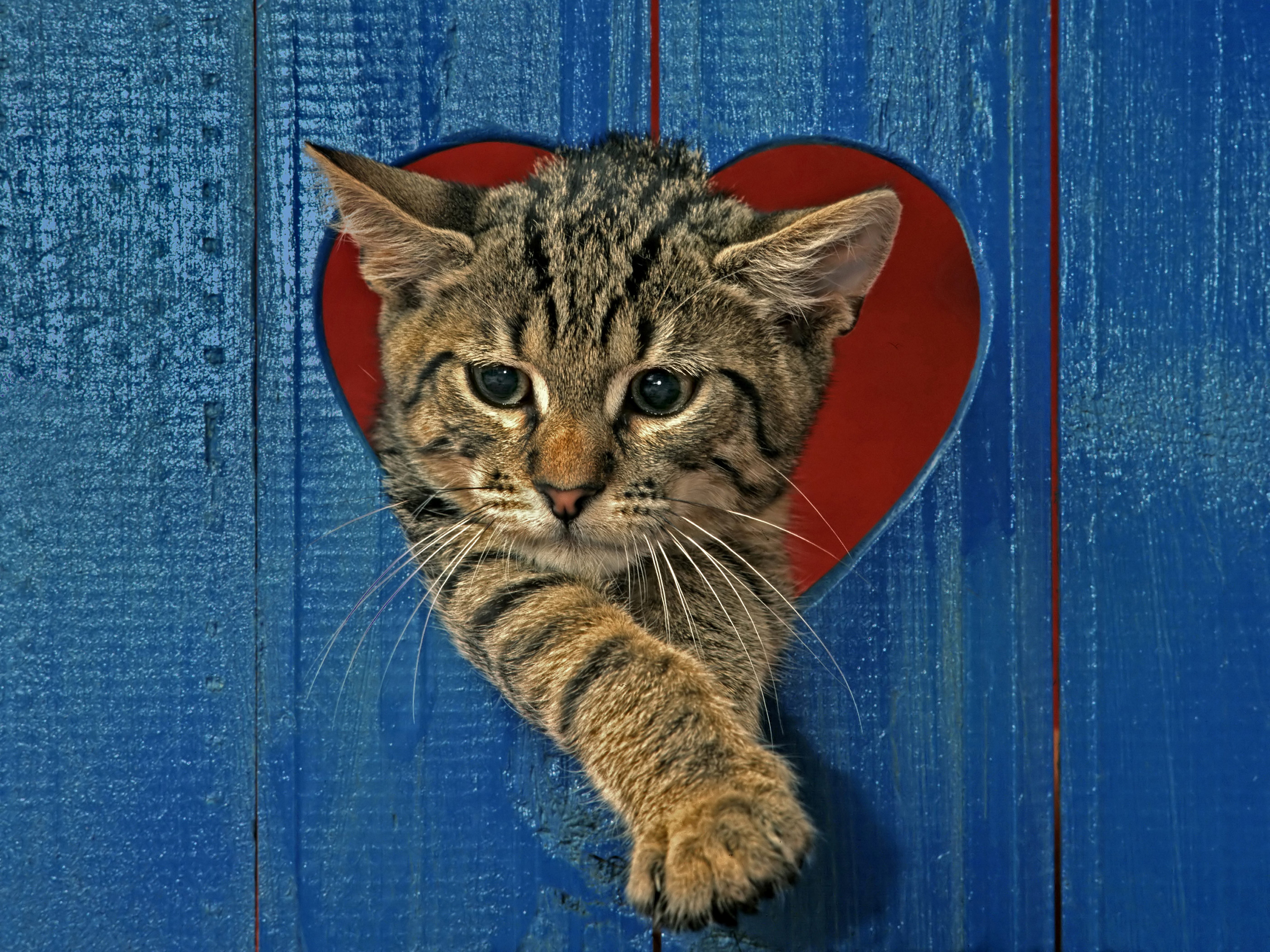 Kitten peeking through a heart-shaped hole in a blue wooden fence HD Wallpaper