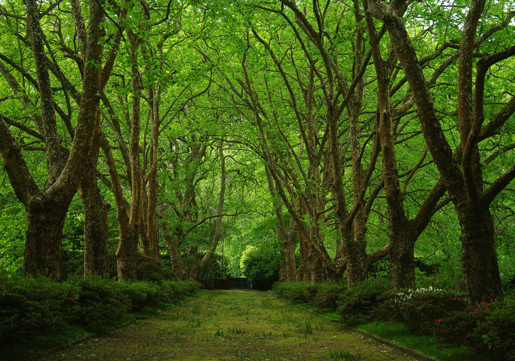 Tree-lined path in a park HD Wallpaper