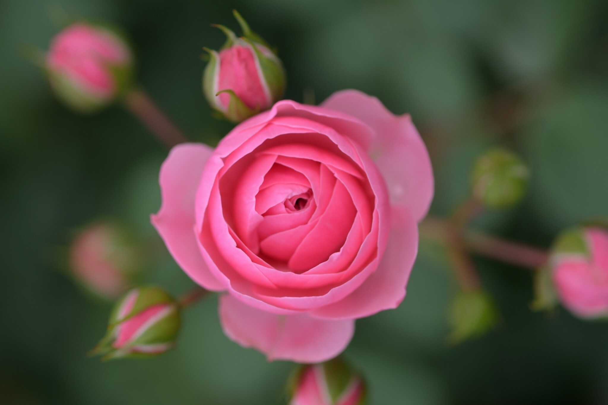 Pink rose with buds HD Wallpaper