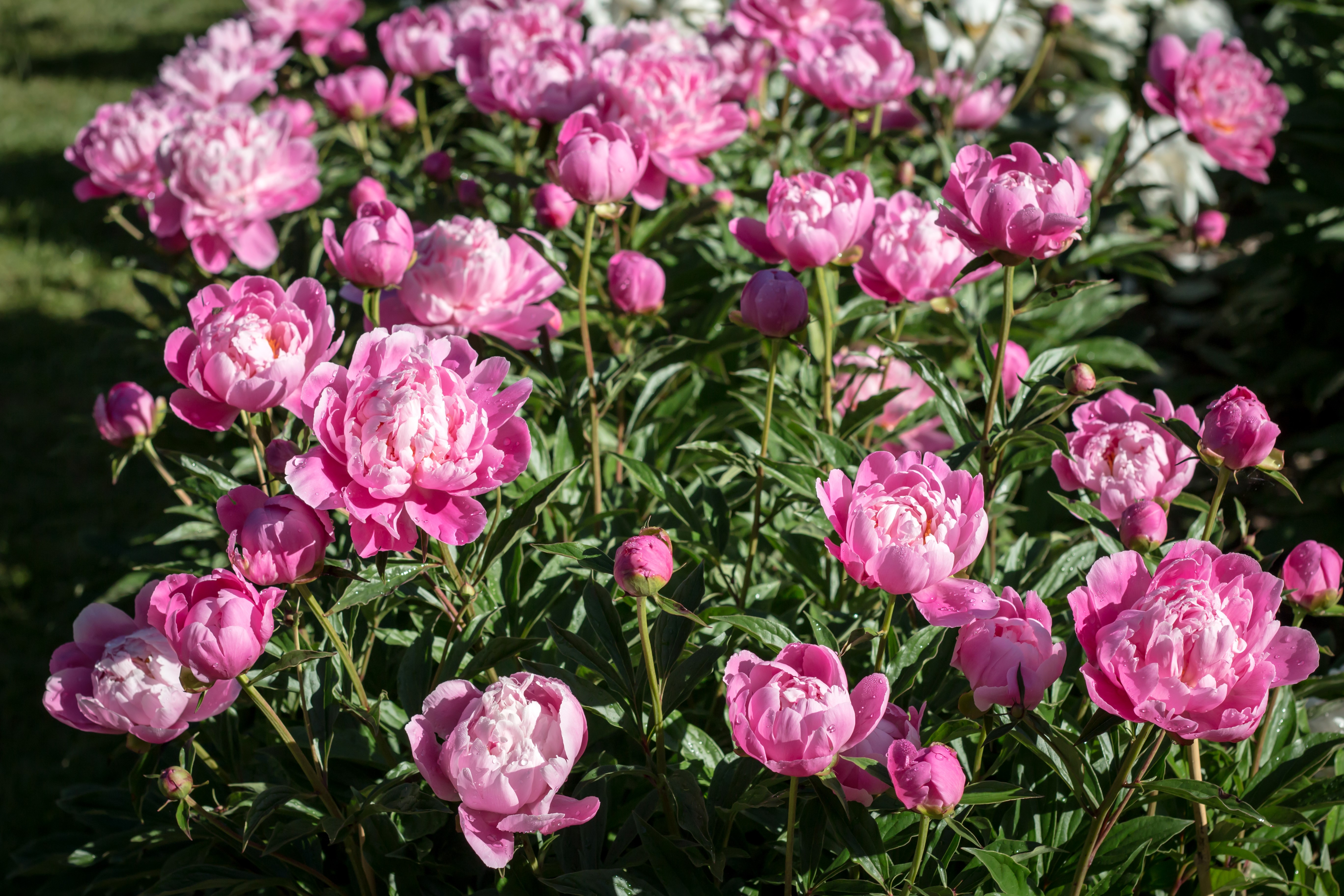 Many Pink Peonies in Bloom HD Wallpaper