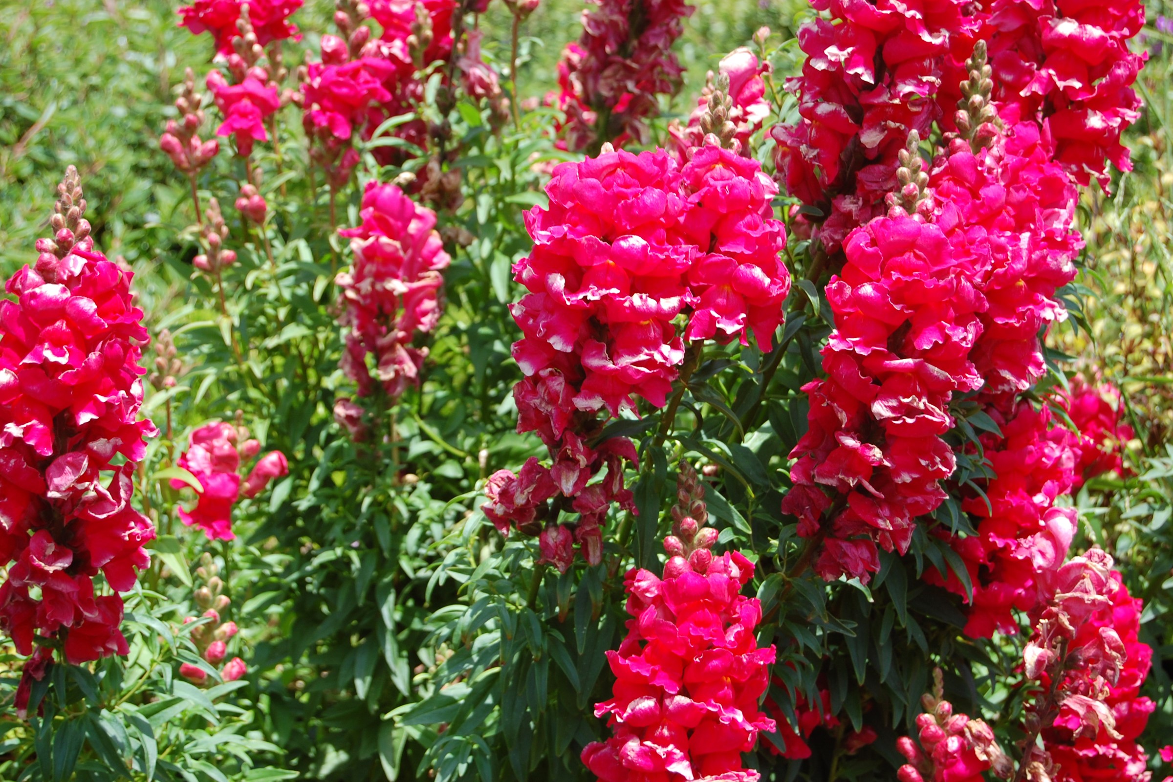 Pink snapdragons in a garden HD Wallpaper