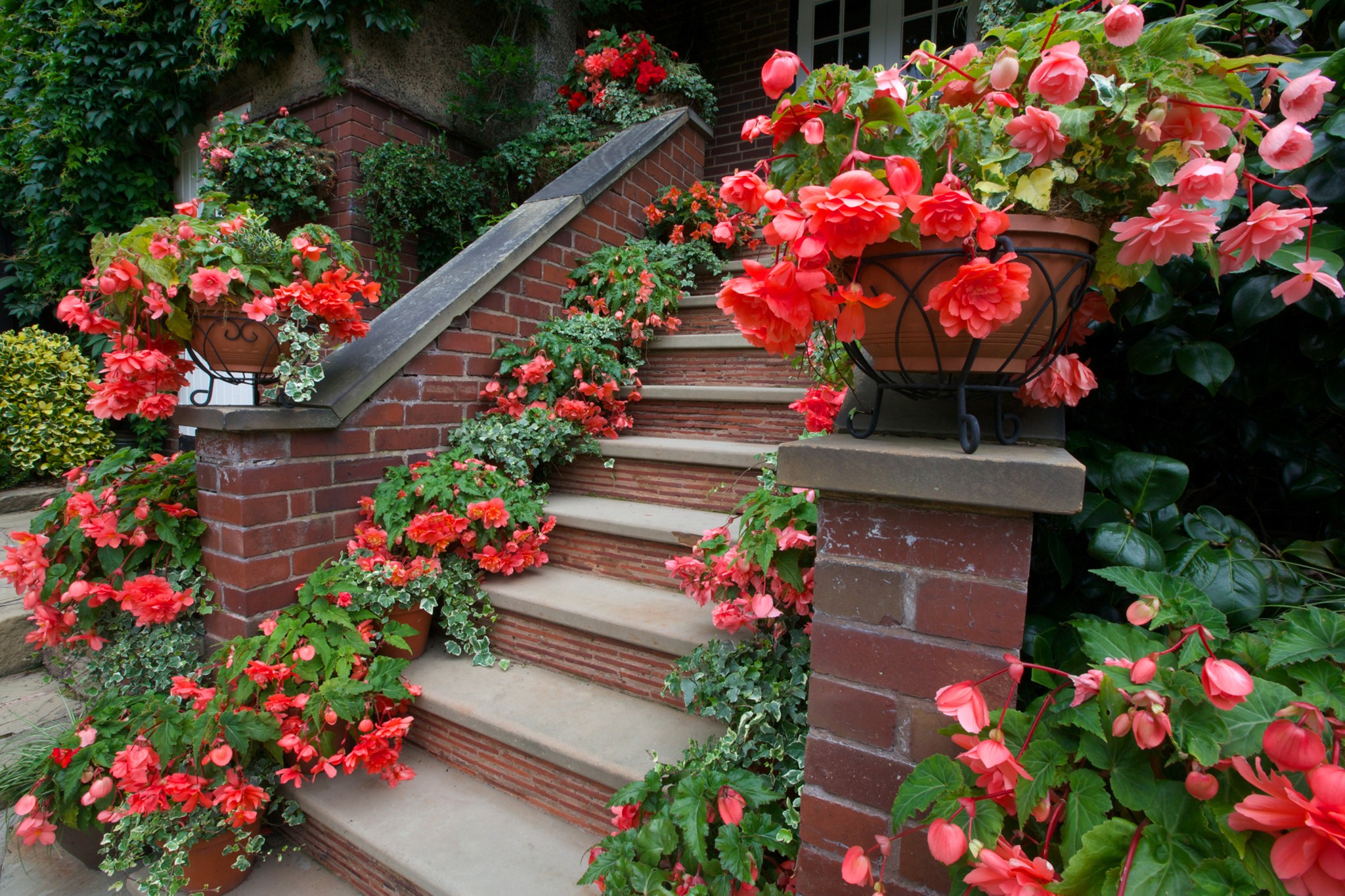 Begonias adorning brick stairs HD Wallpaper