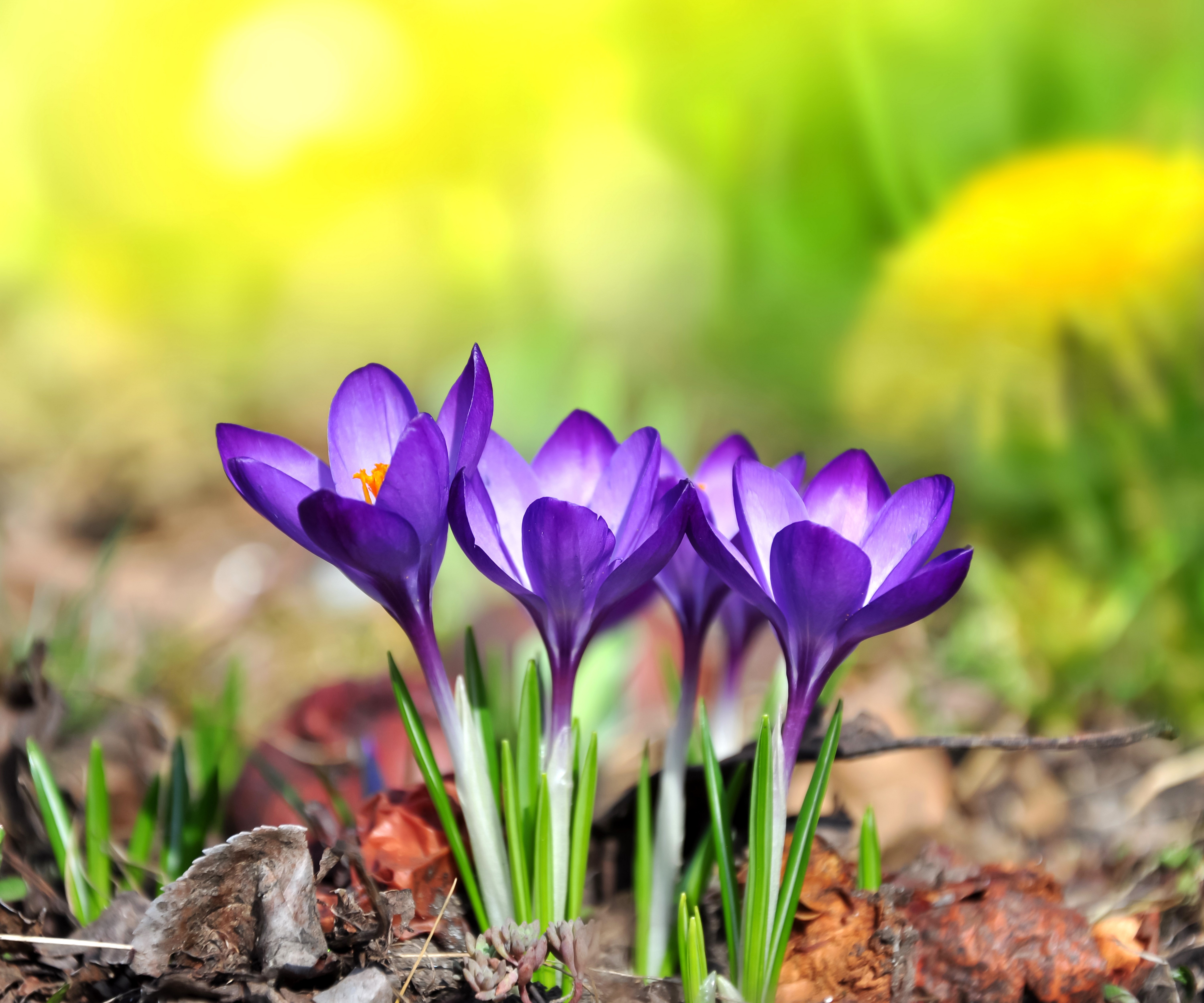 Purple Crocuses in Sunlight HD Wallpaper