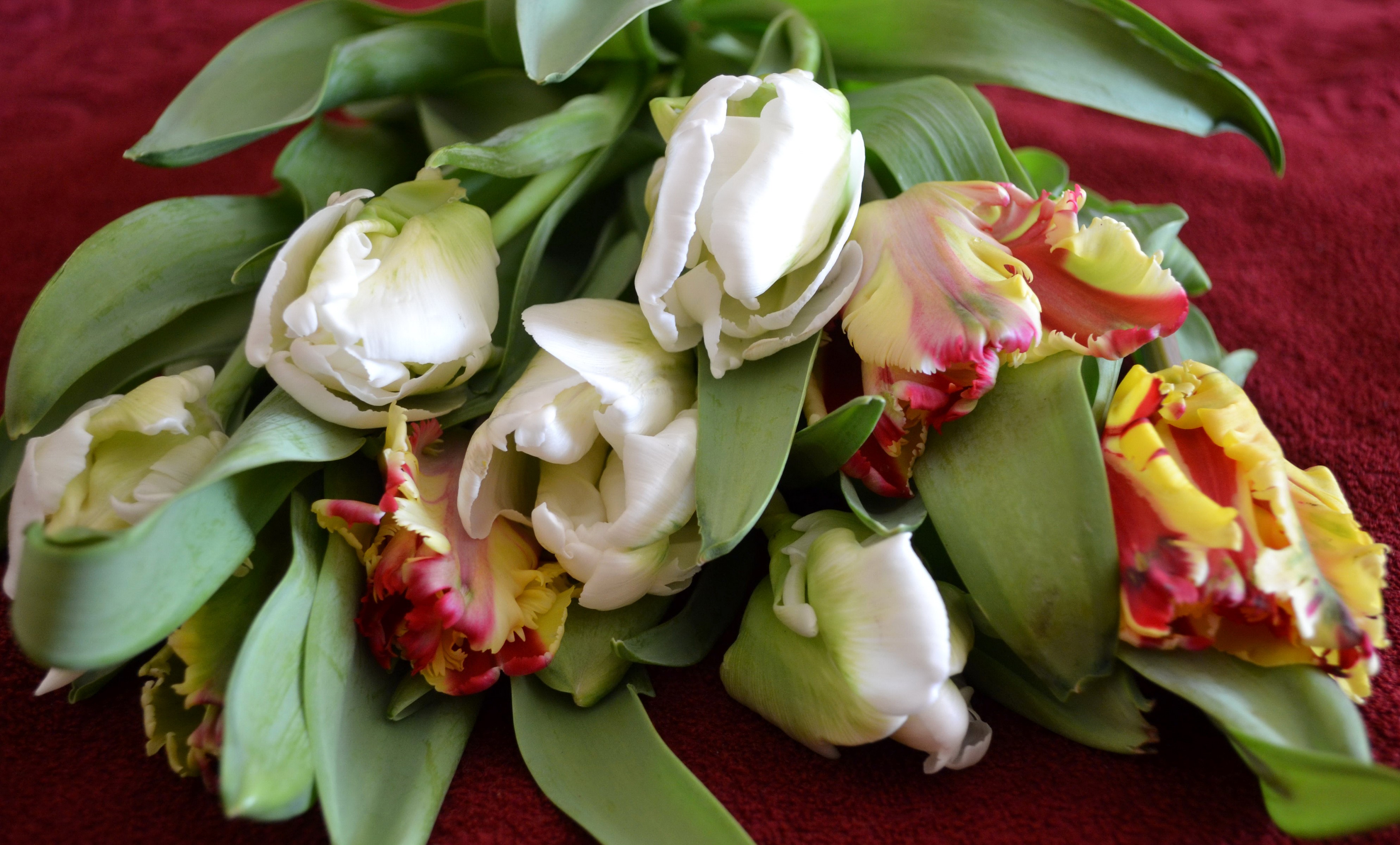 Bouquet of White and Parrot Tulips HD Wallpaper