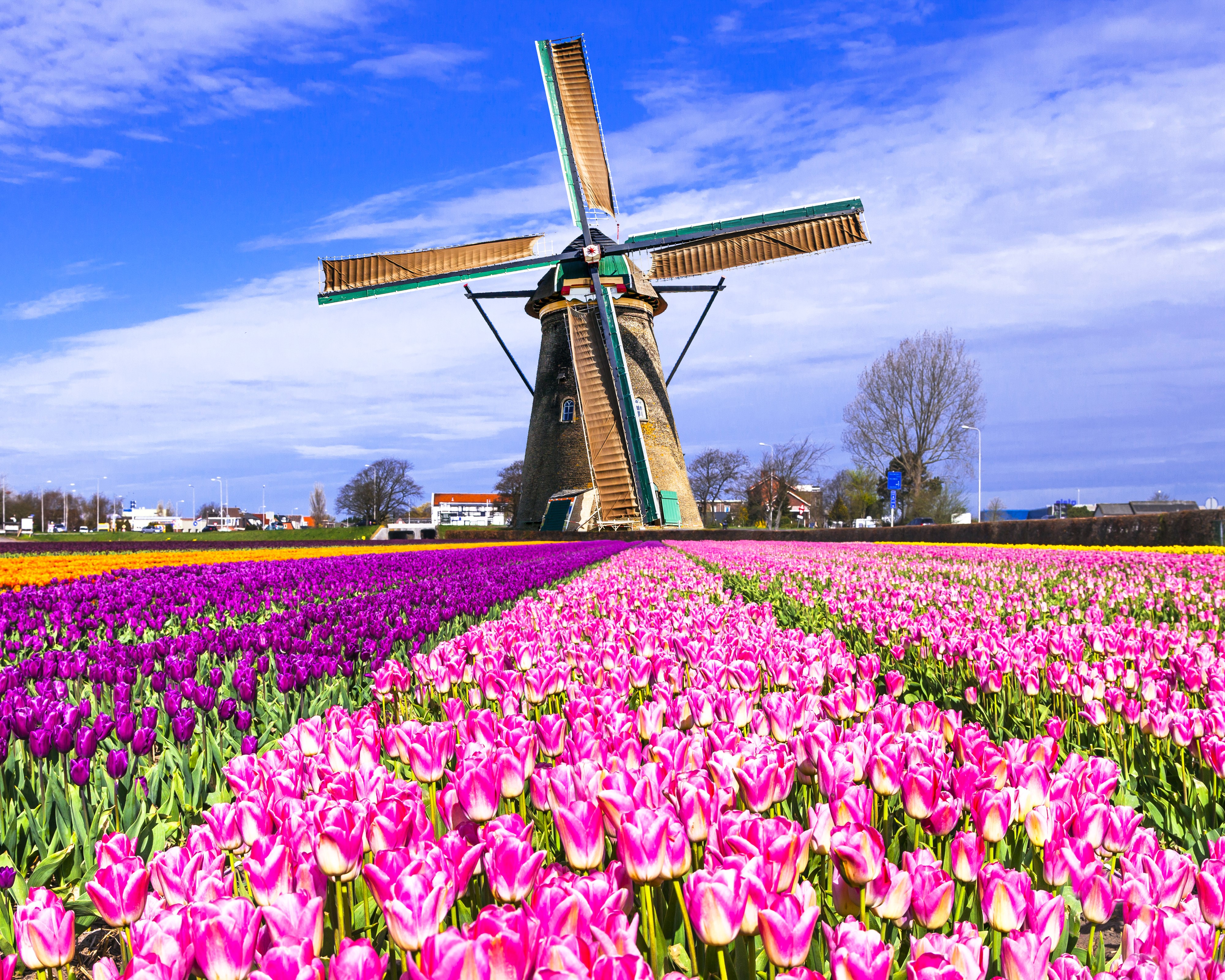 4K Keukenhof Lisse Tulip Fields with Windmill HD Wallpaper