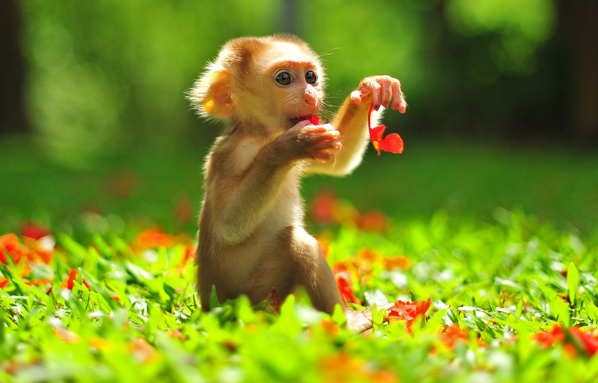 Baby monkey eating a flower in grass HD Wallpaper