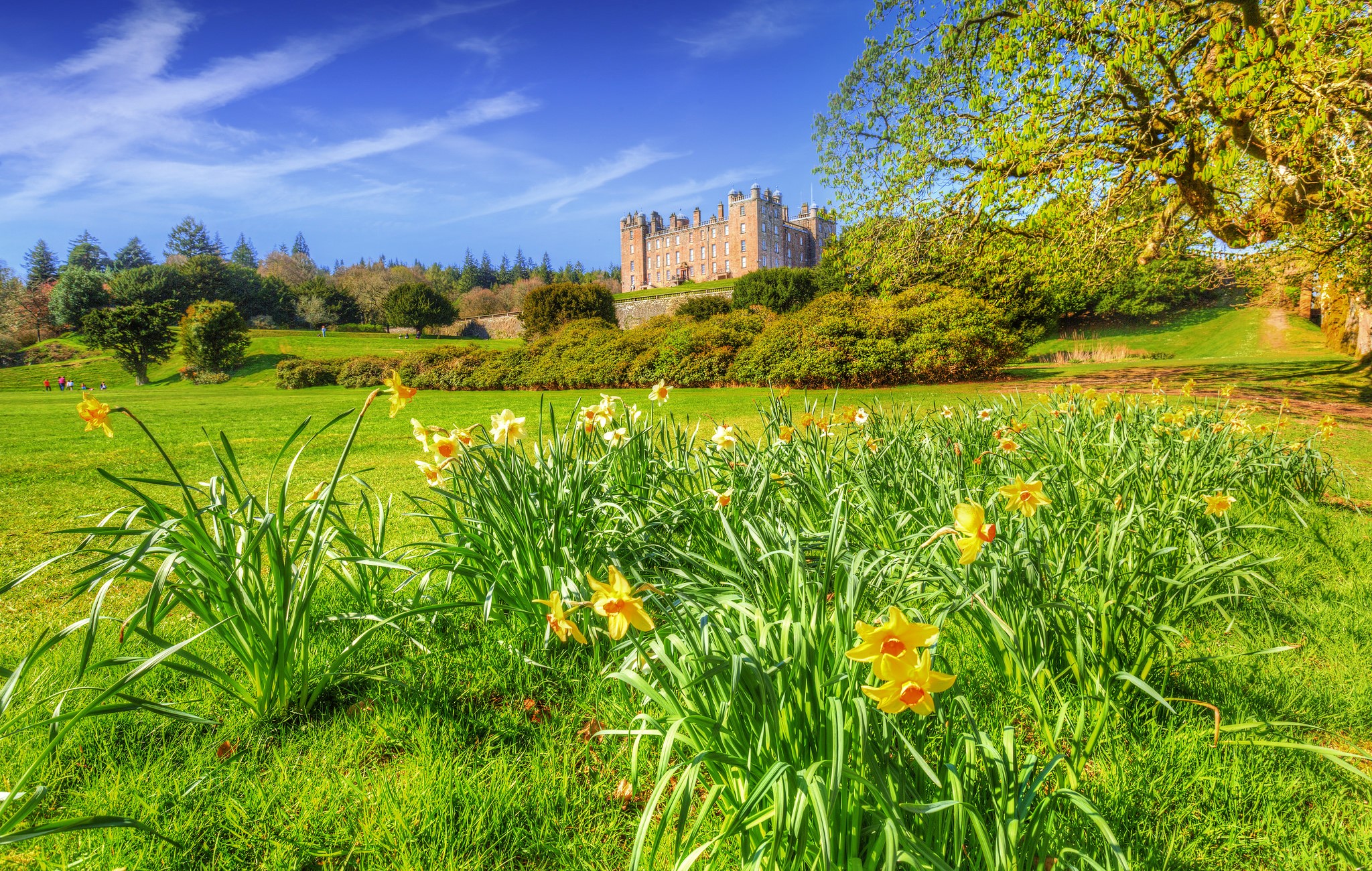 Drumlanrig Castle in Scotland with Daffodils in Spring HD Wallpaper
