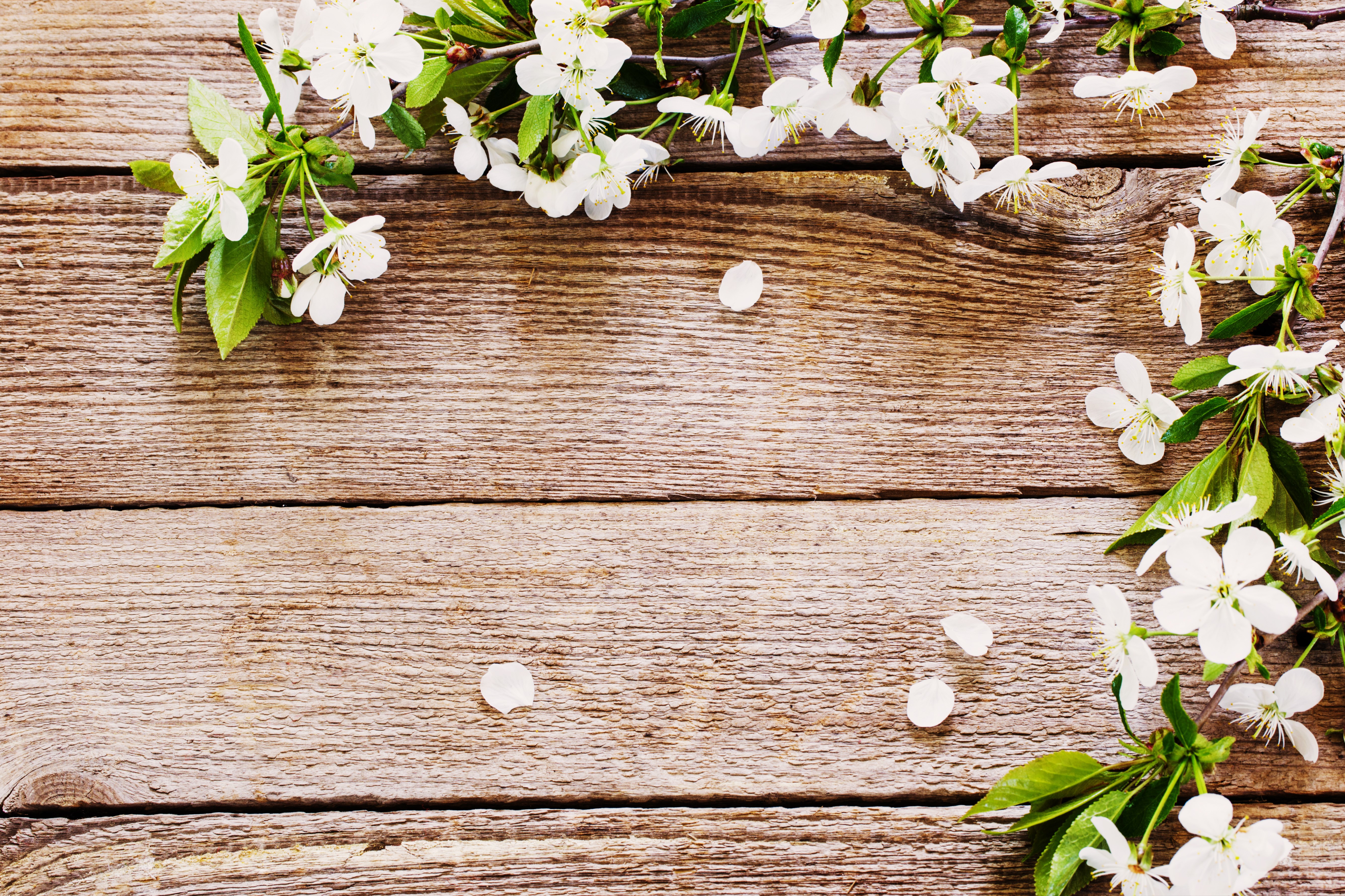 Cherry Blossoms on Wooden Background HD Wallpaper