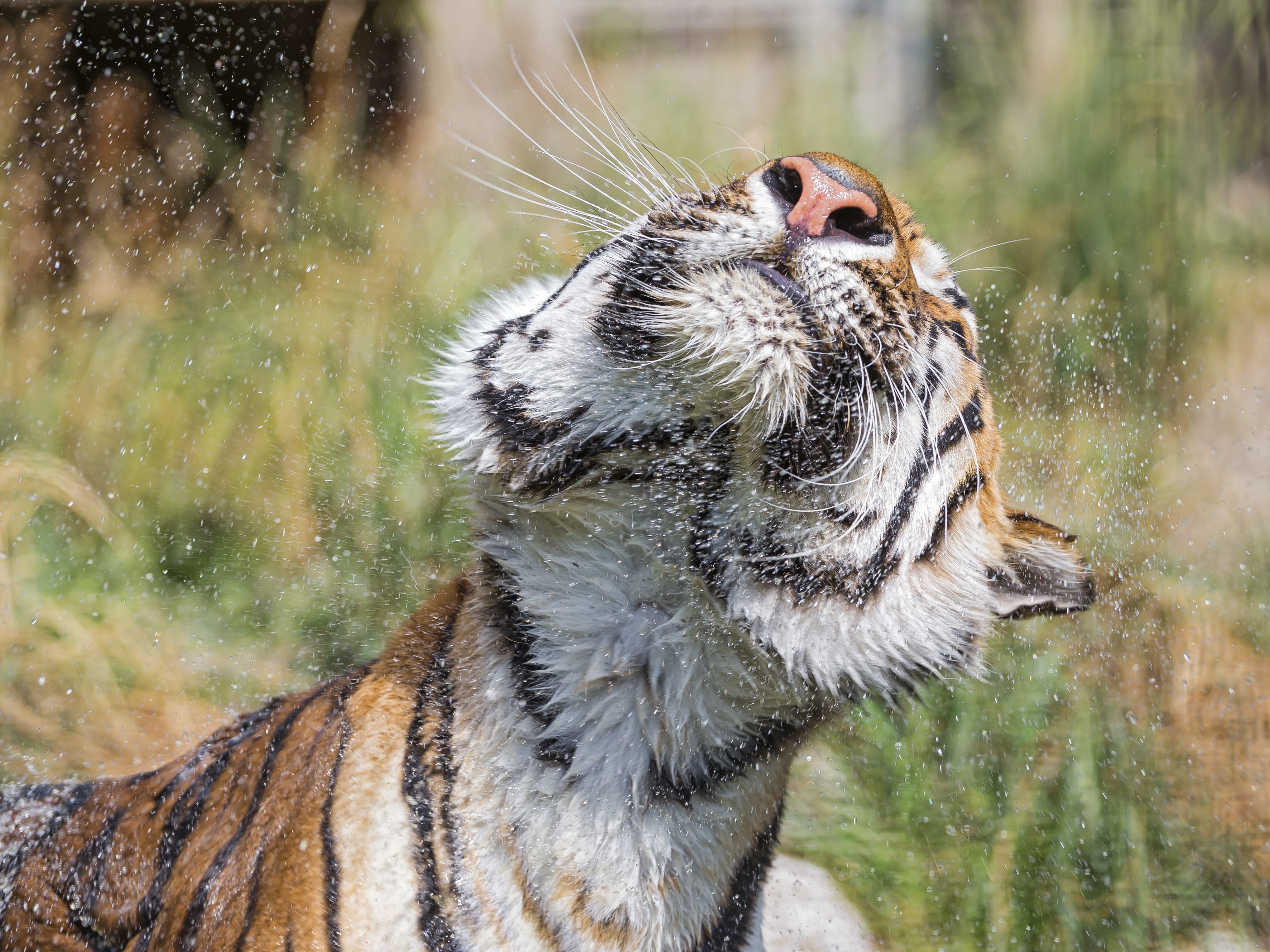 Tiger shaking water off its head HD Wallpaper