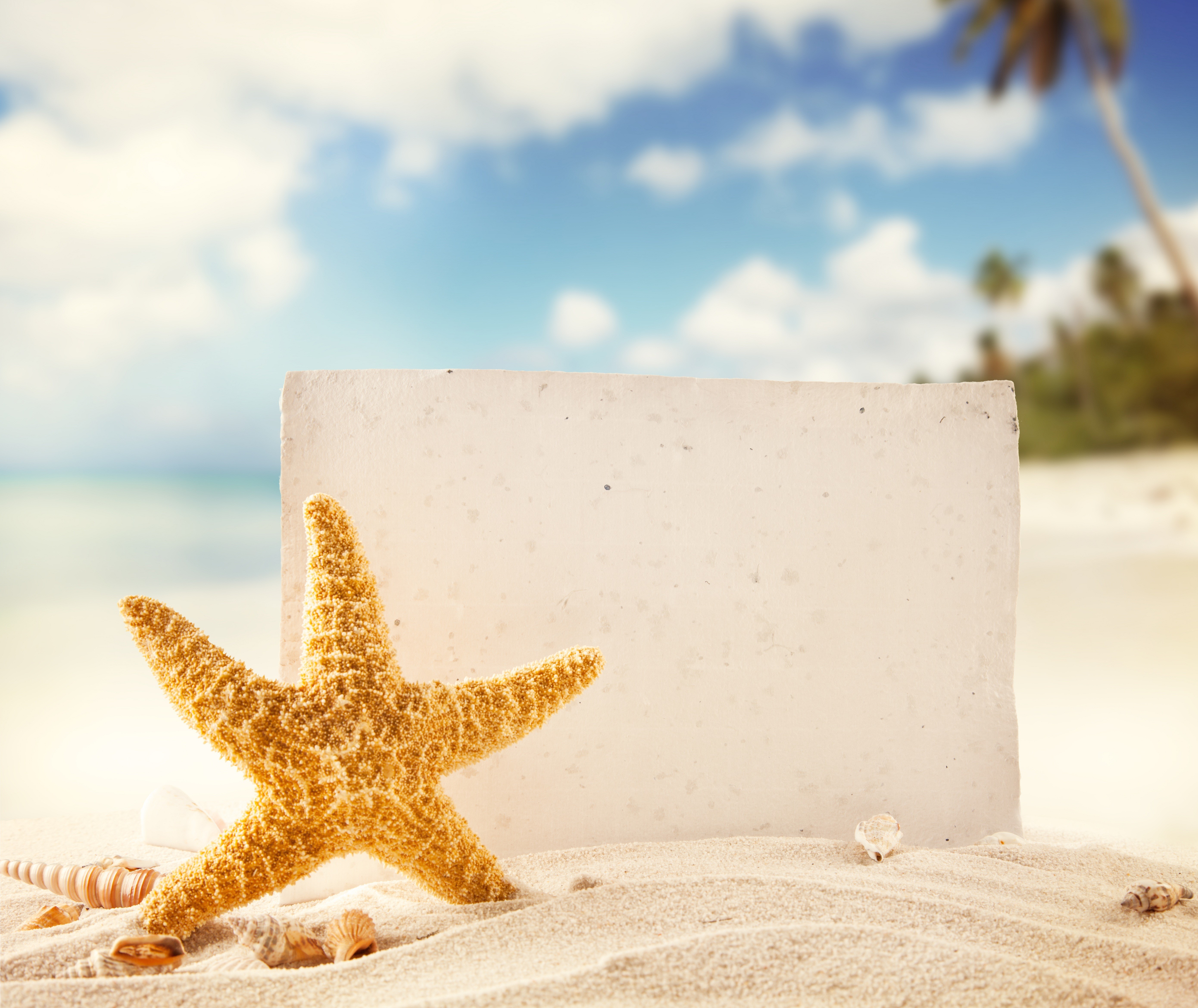 Starfish and seashells on a beach template HD Wallpaper