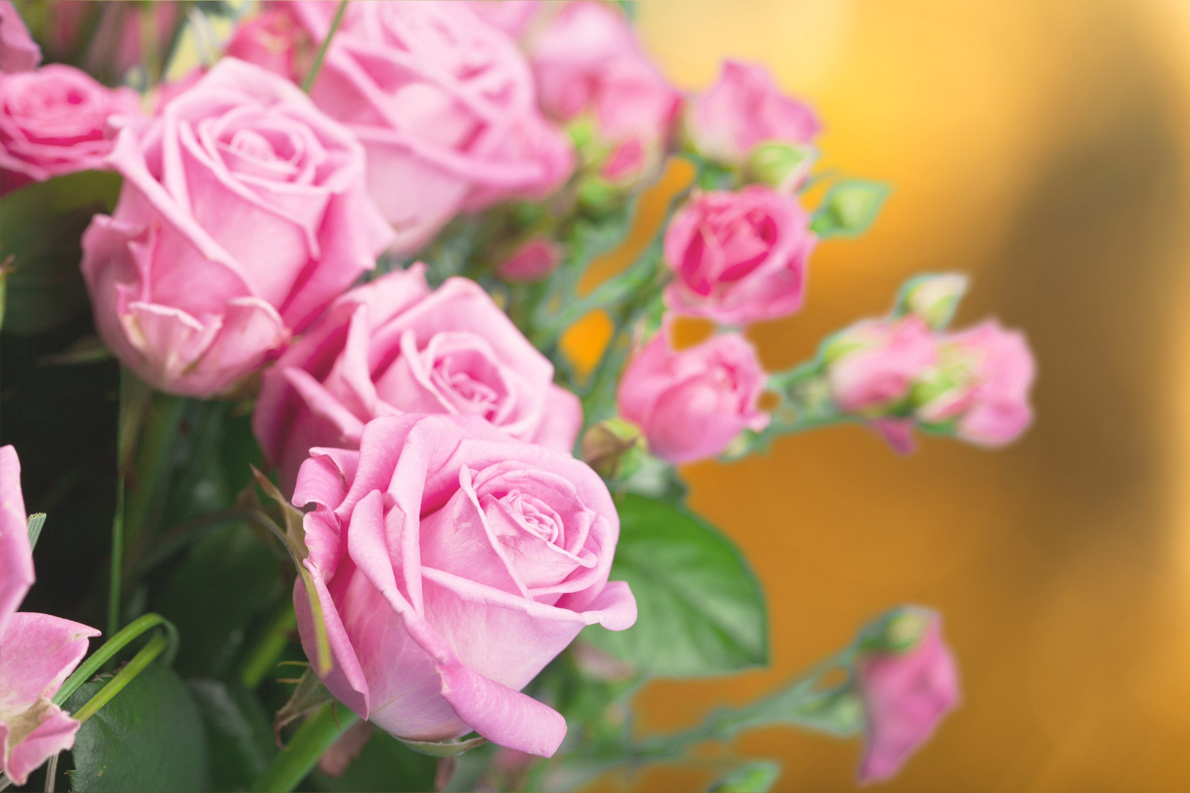 Pink Roses Bouquet 4K HD Wallpaper