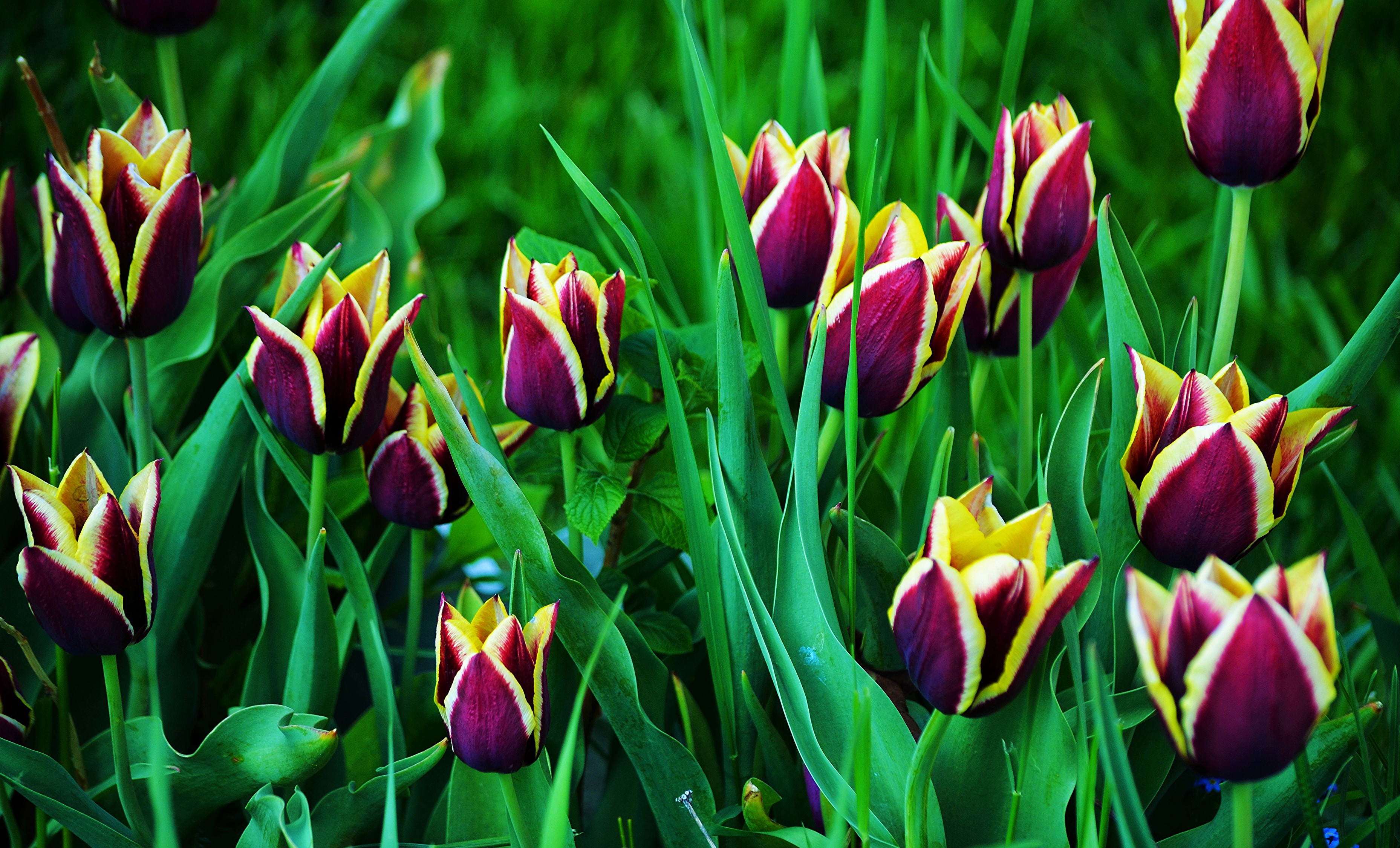 Close-up of purple and yellow tulips in green grass HD Wallpaper