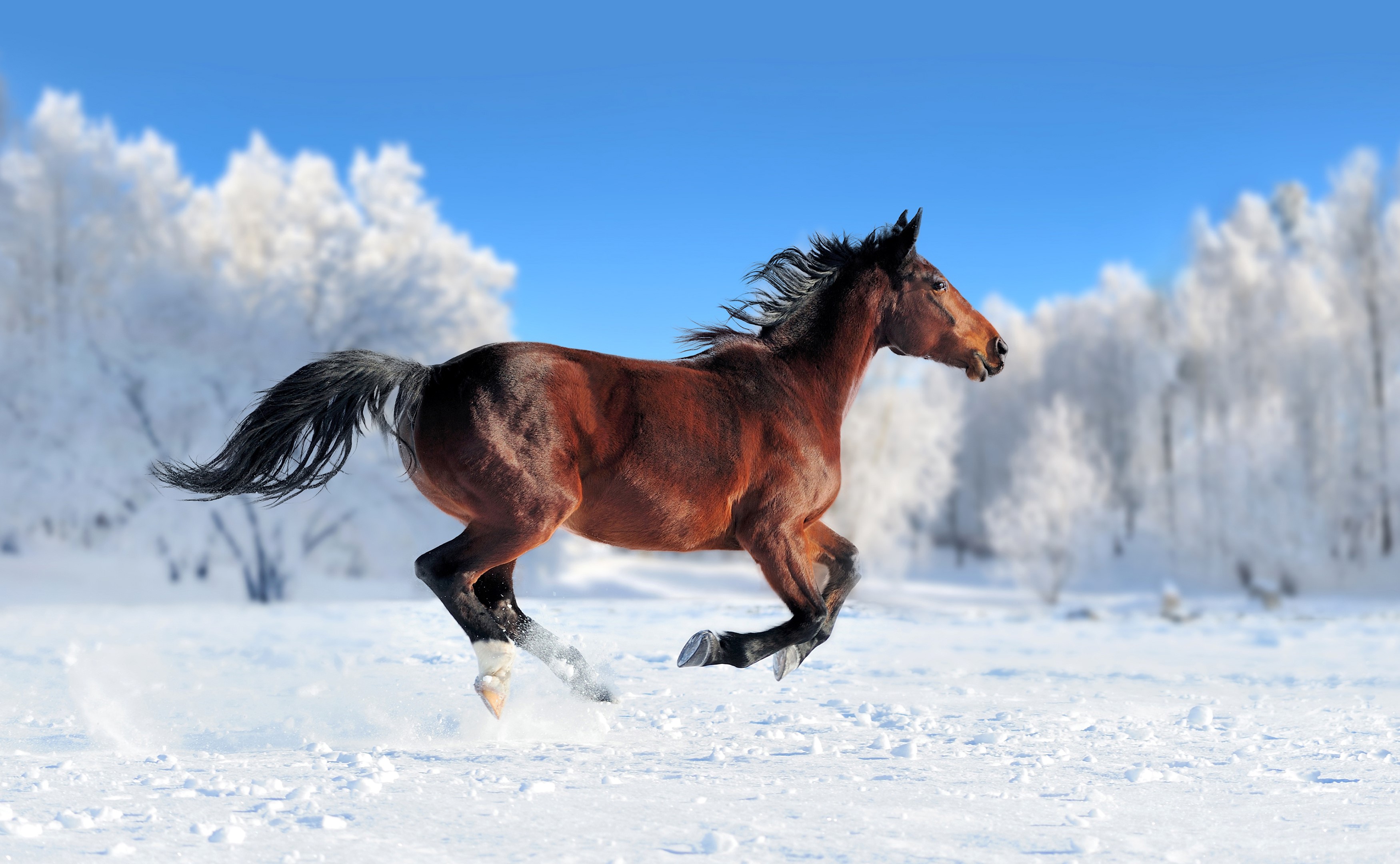 Brown horse running in the snow HD Wallpaper