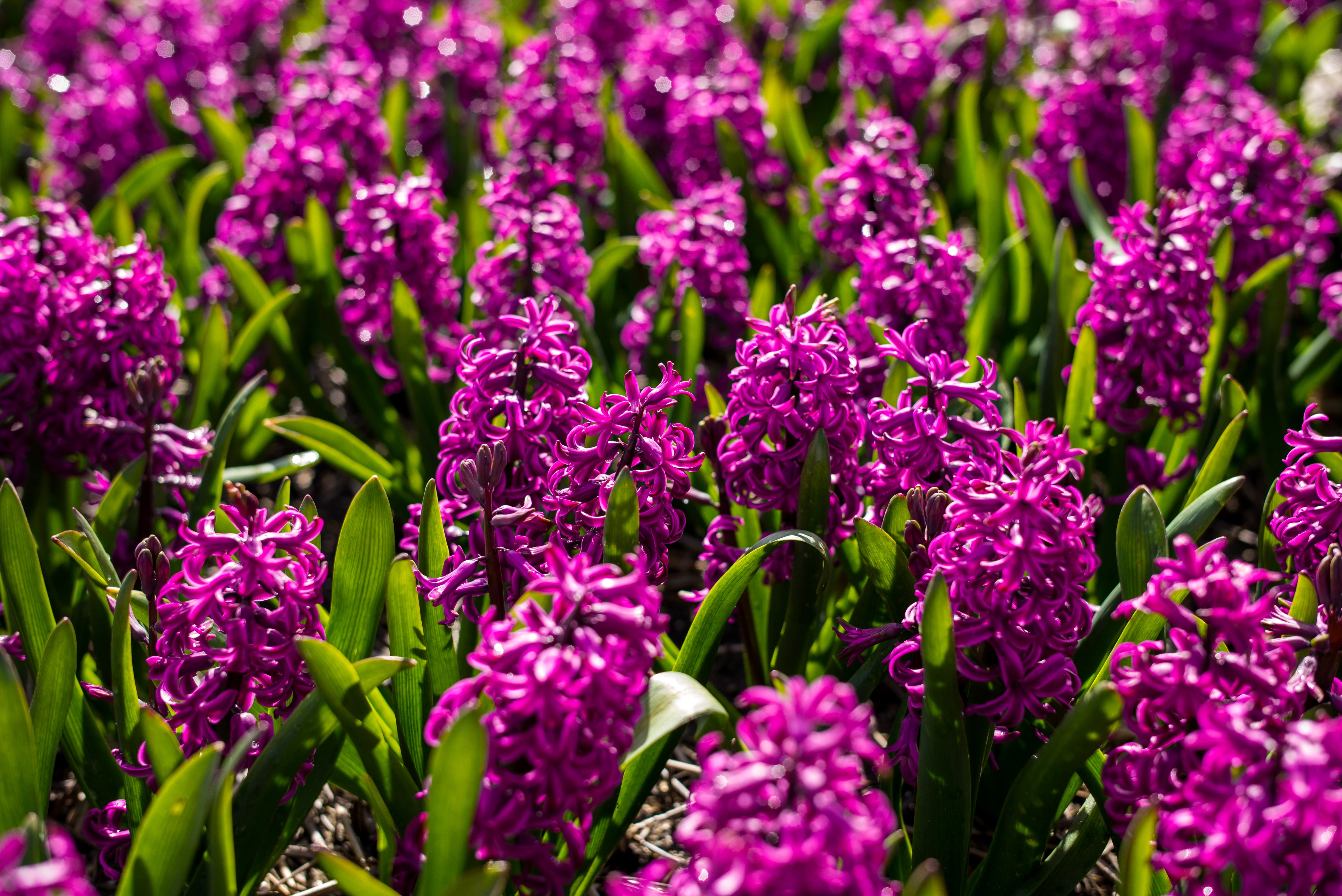 4K Hyacinths in Wine Color HD Wallpaper