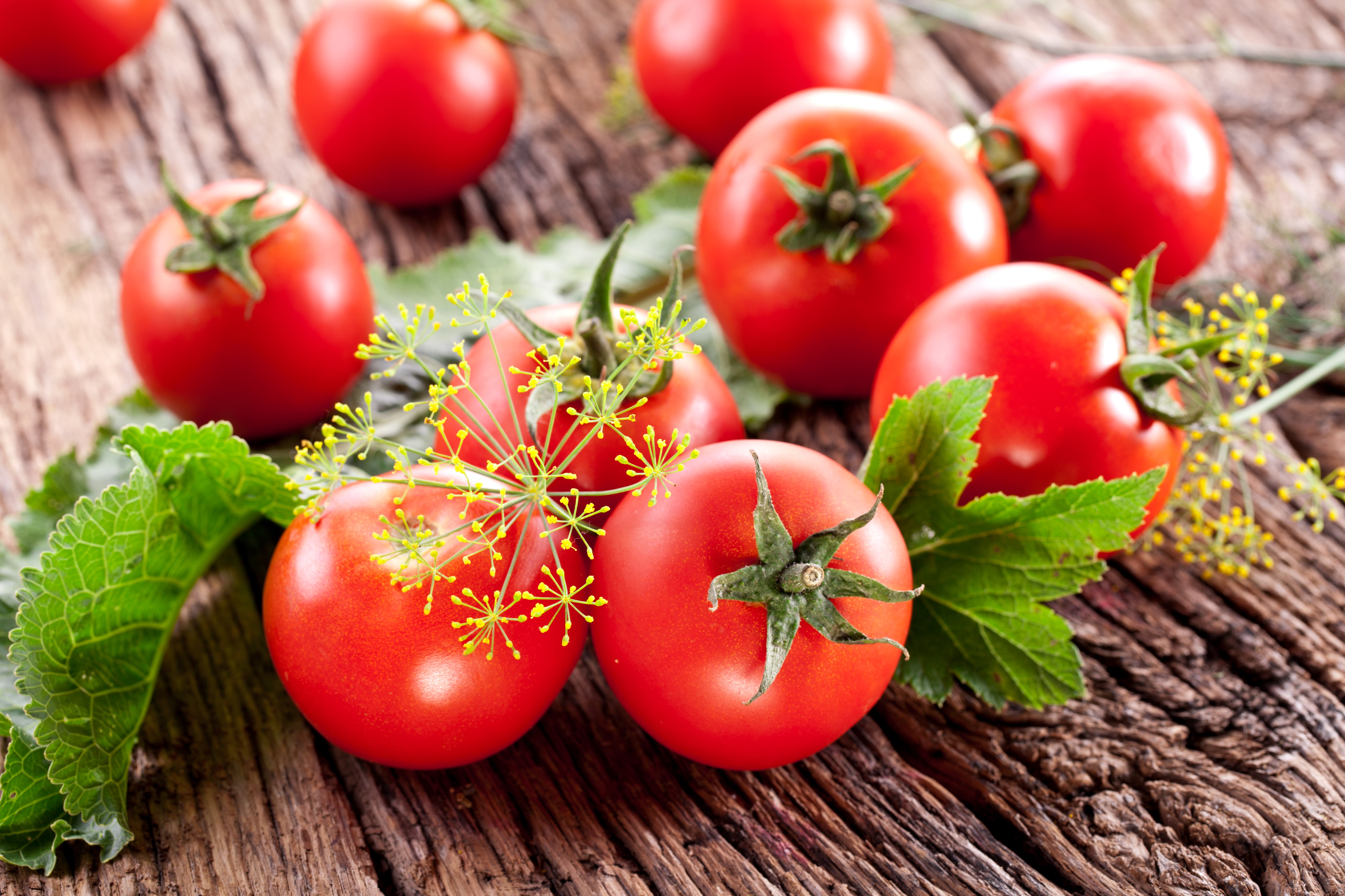 Tomatoes and Dill on a Wooden Surface HD Wallpaper
