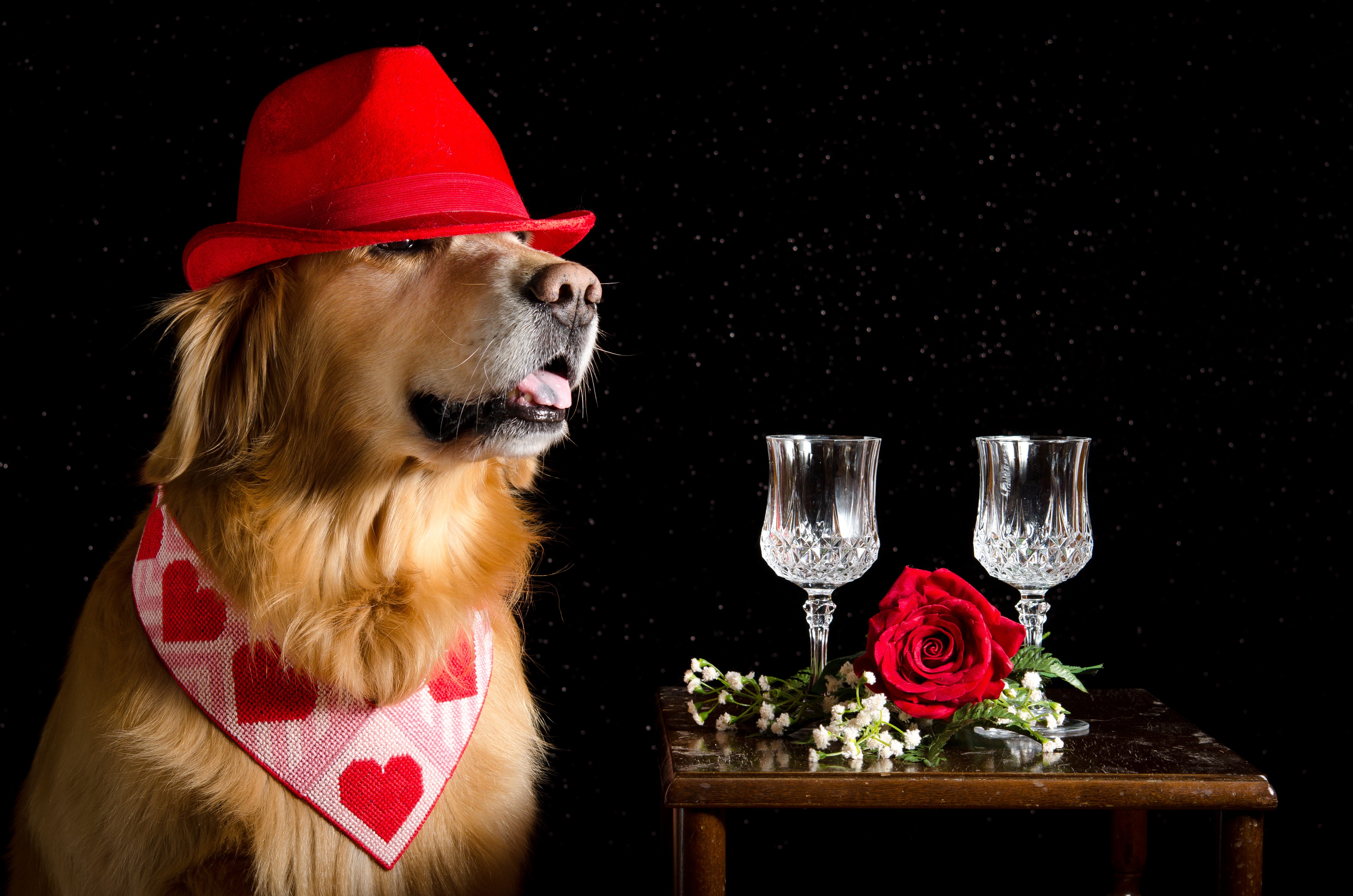 Golden Retriever dog wearing a red hat and bandana HD Wallpaper