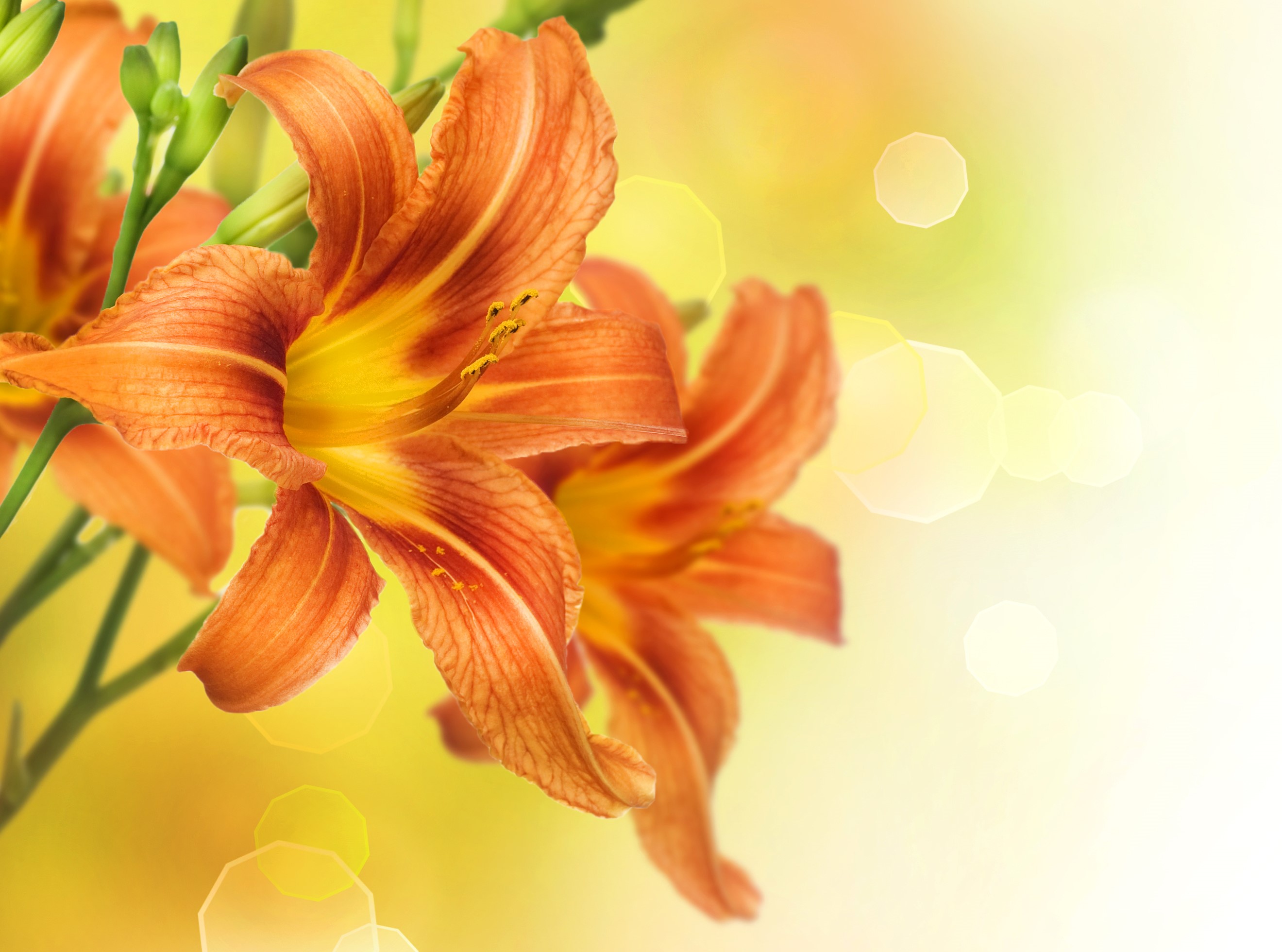 Orange lilies with bokeh background HD Wallpaper