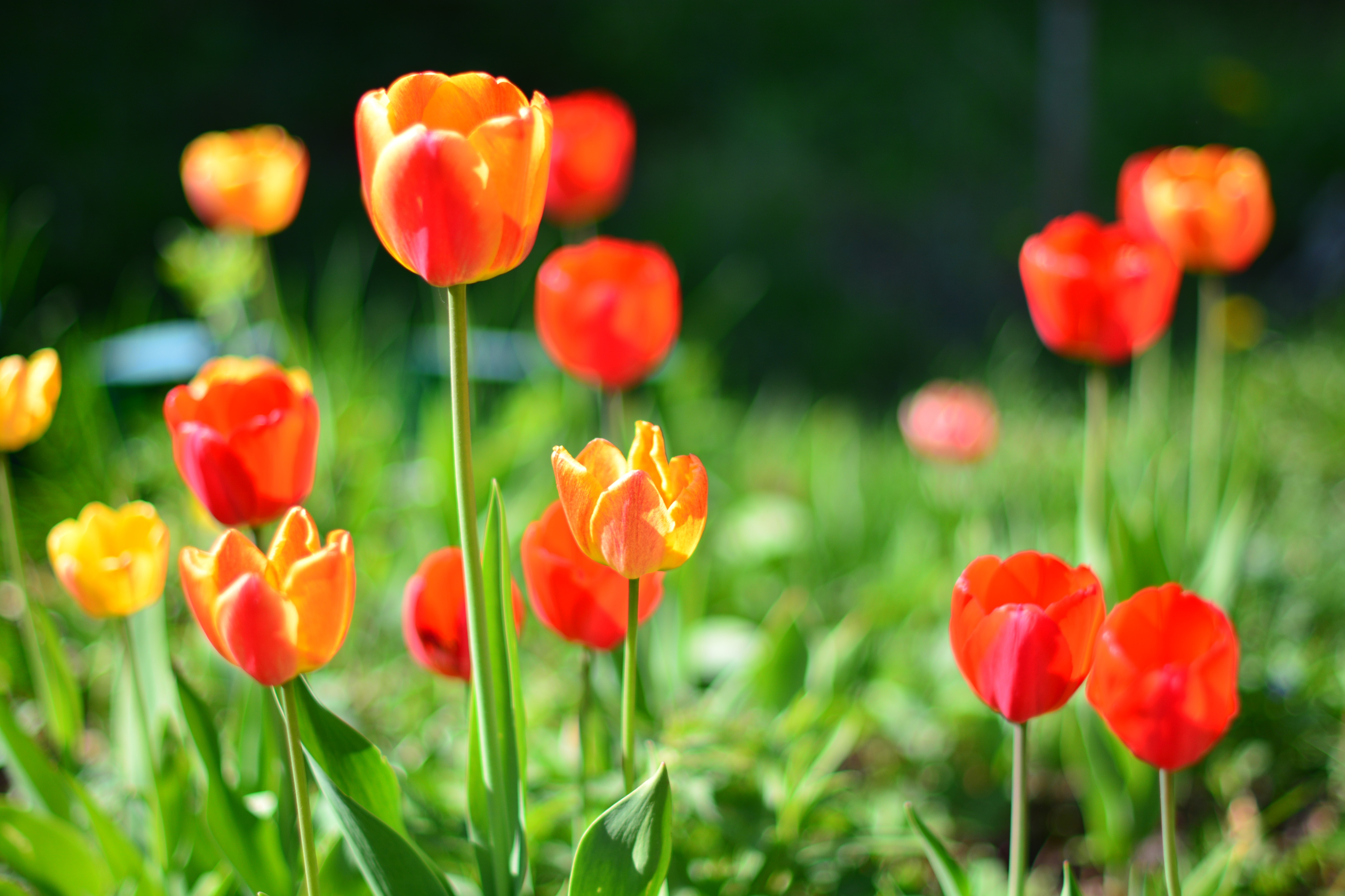 Orange and red tulips in a garden HD Wallpaper