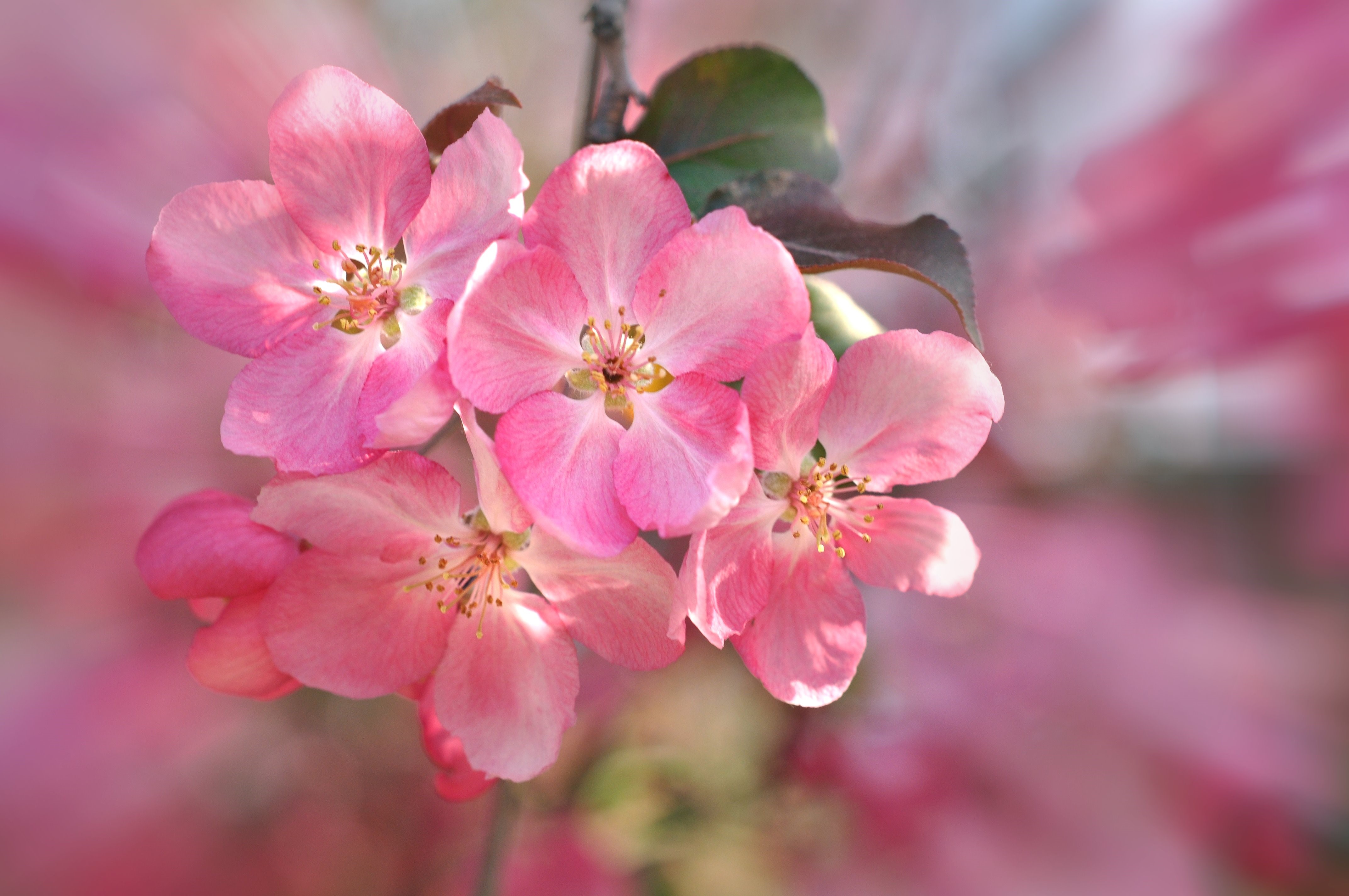 Pink Cherry Blossoms in Closeup HD Wallpaper