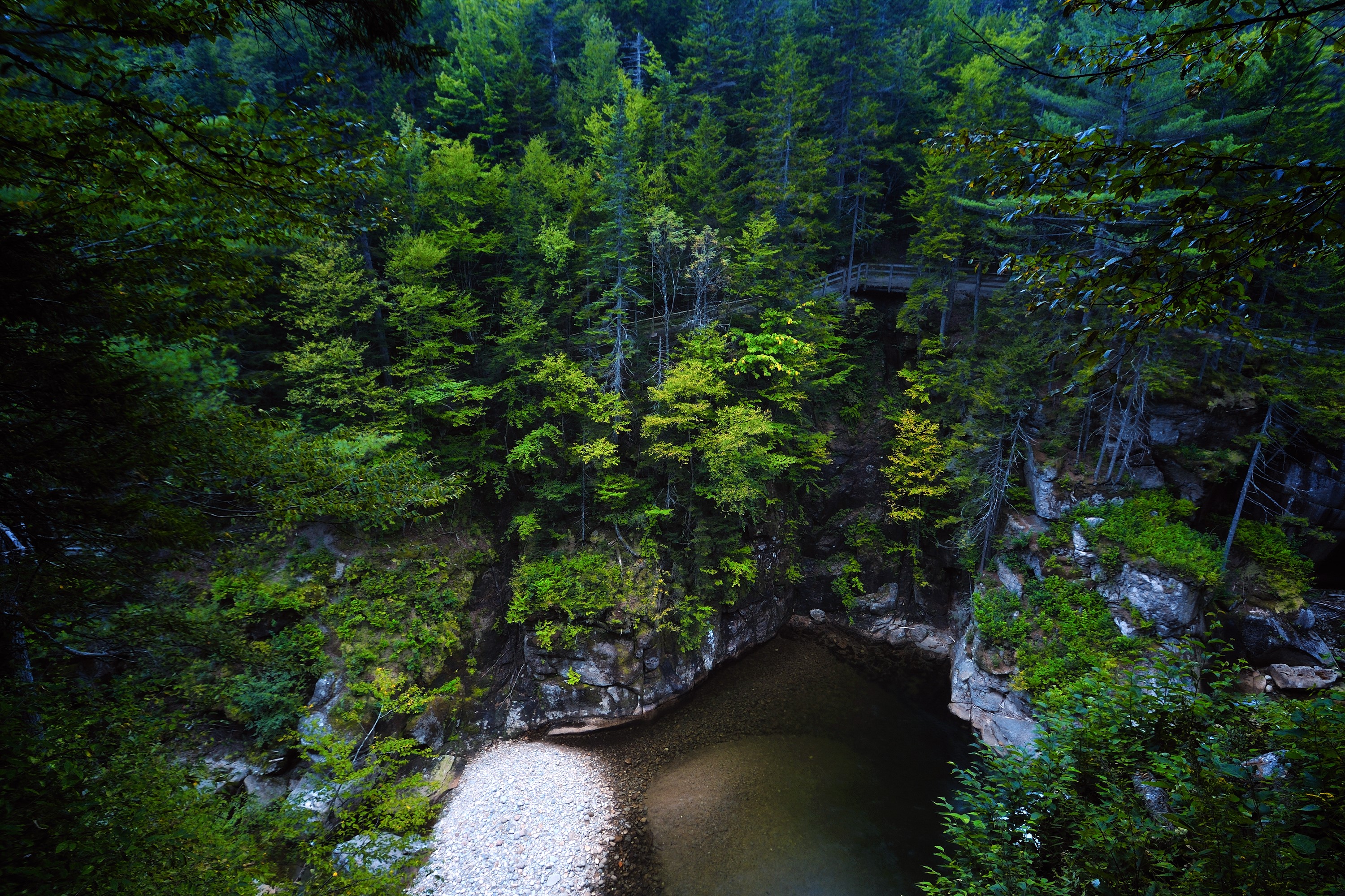 Wooden walkway over a forest canyon in Grafton, New Hampshire HD Wallpaper