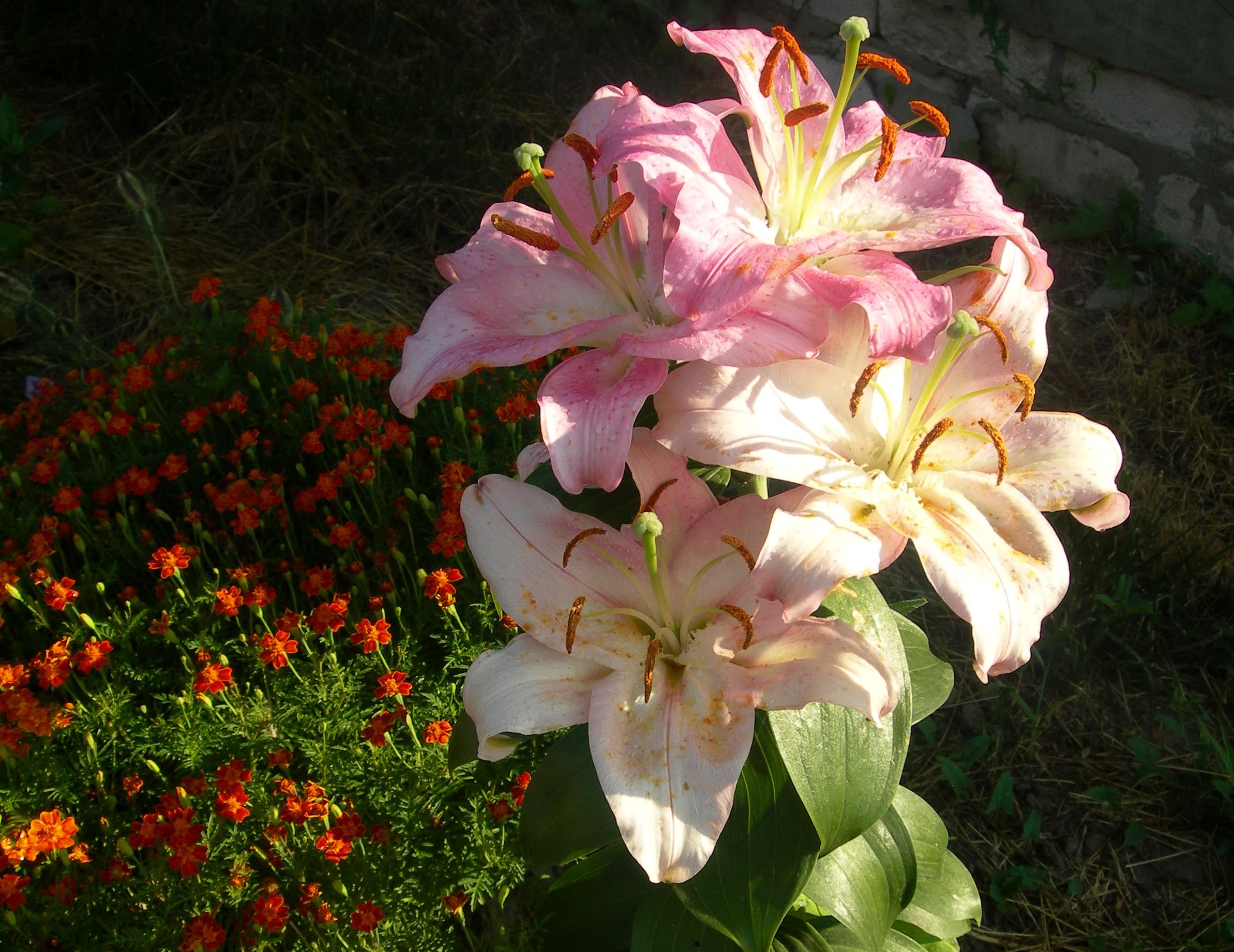 Pink and white lilies with orange flowers HD Wallpaper