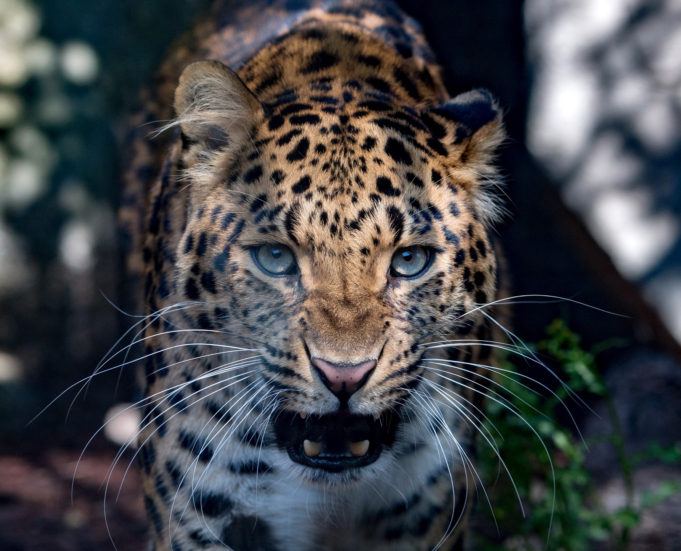 Close-up of a leopard's face HD Wallpaper