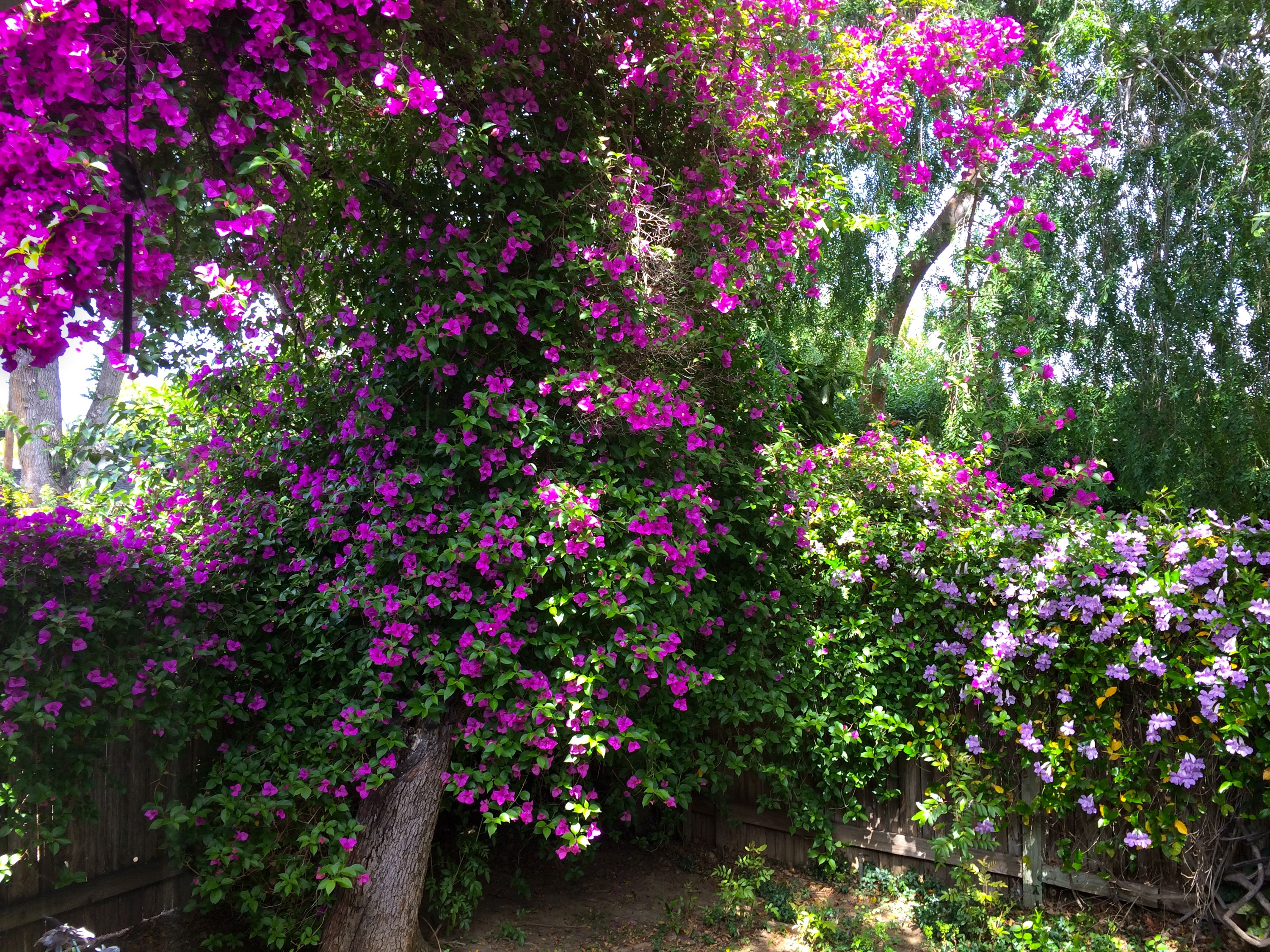 Bougainvillea in a garden in San Jose, California HD Wallpaper