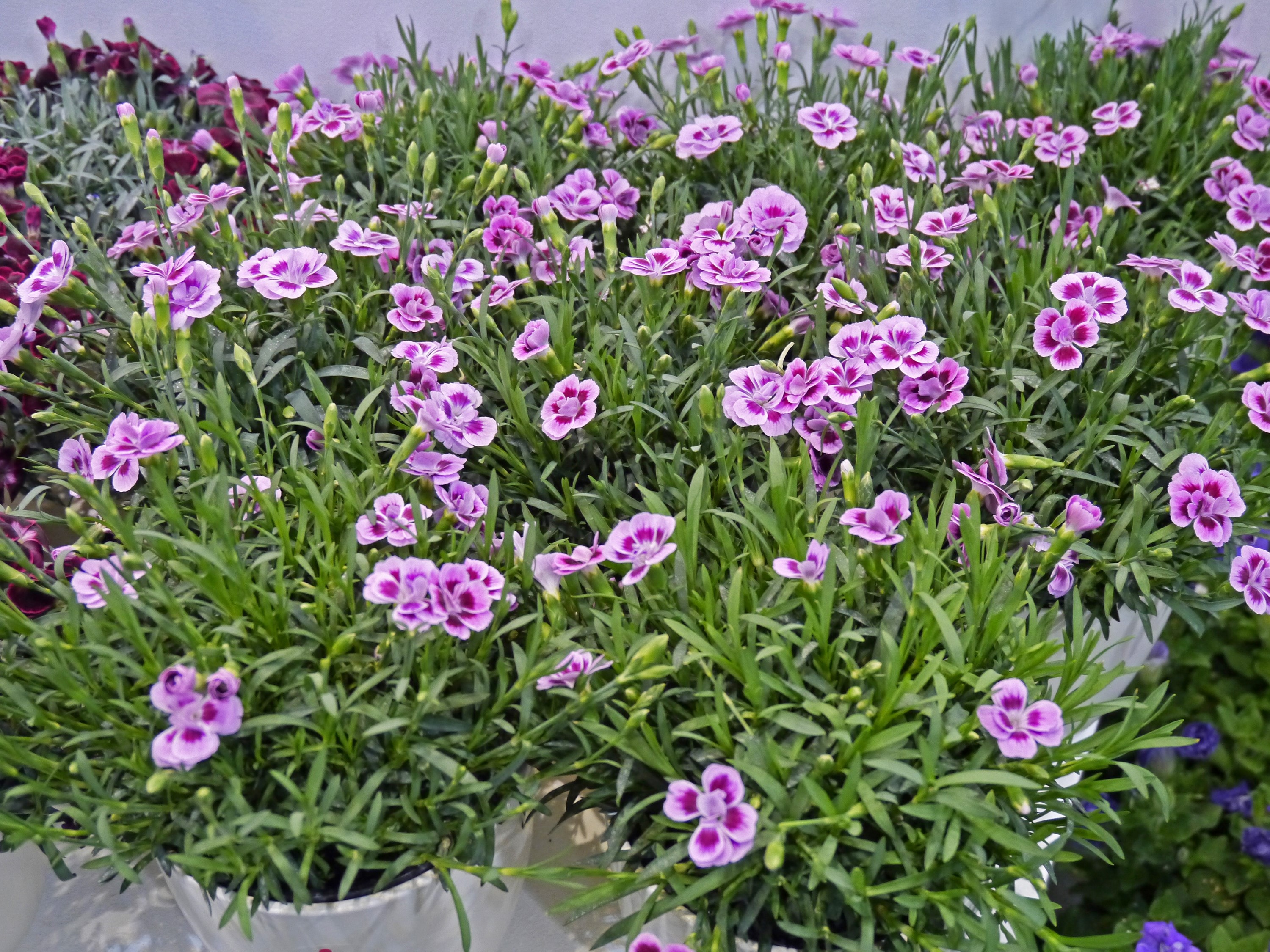 Pink and white dianthus flowers HD Wallpaper