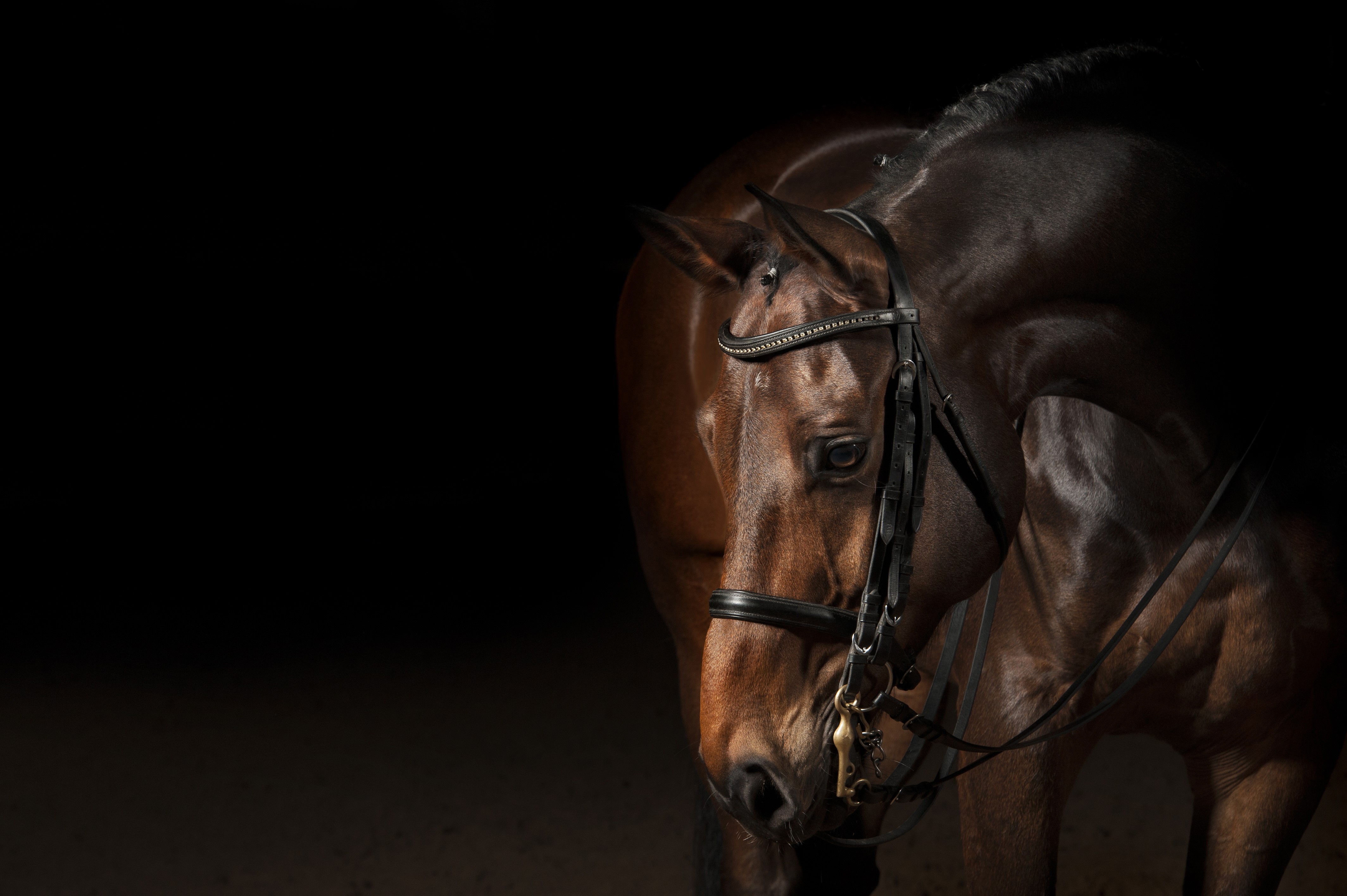 4K Horse with Bridle on Black Background HD Wallpaper