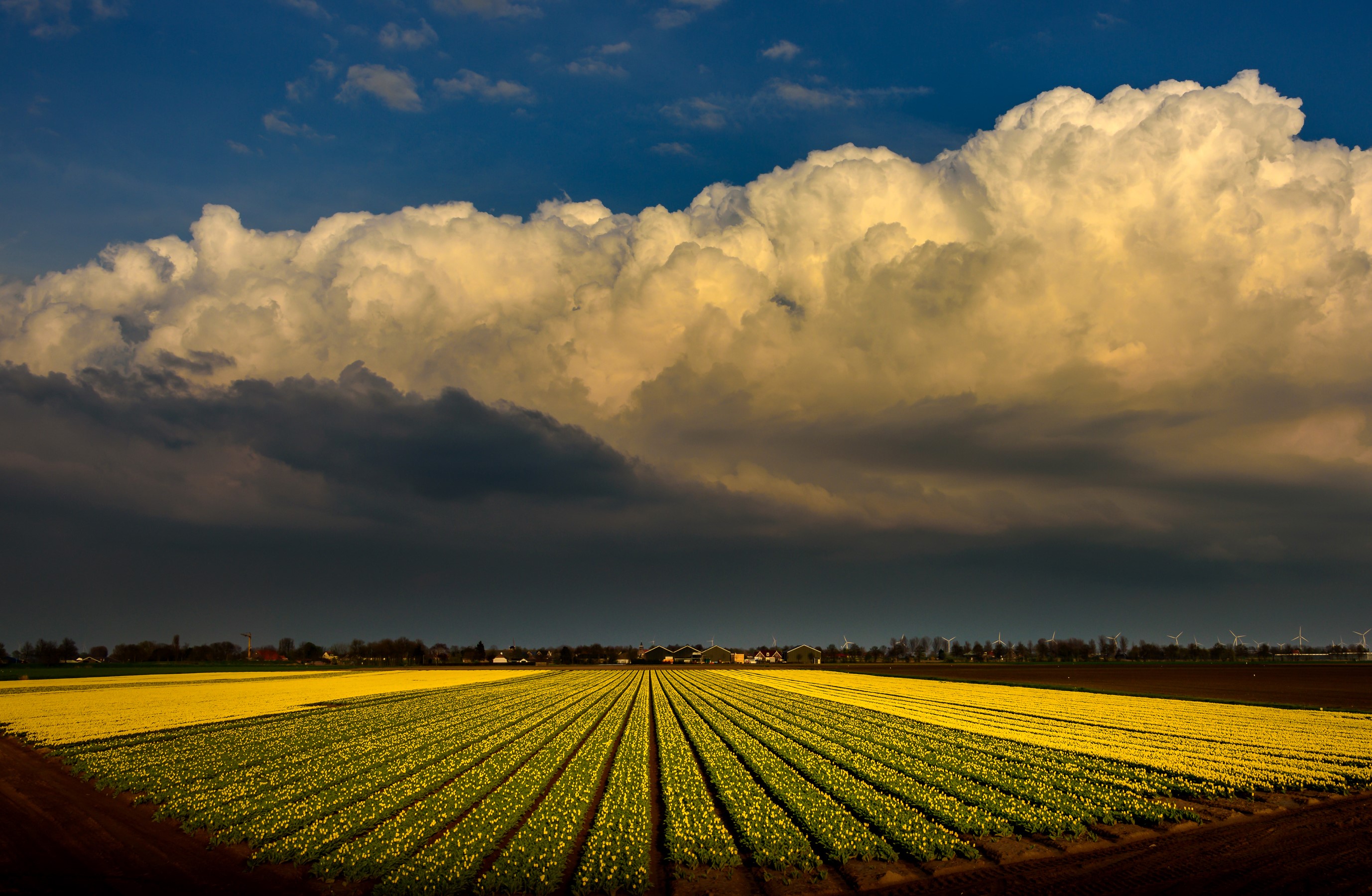 Yellow flower fields under dramatic clouds in the Netherlands HD Wallpaper