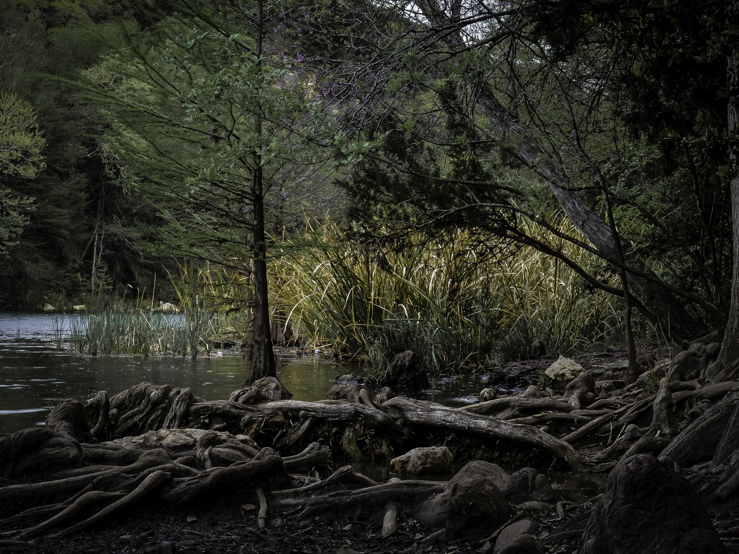 Lake and forest with exposed tree roots in Texas HD Wallpaper